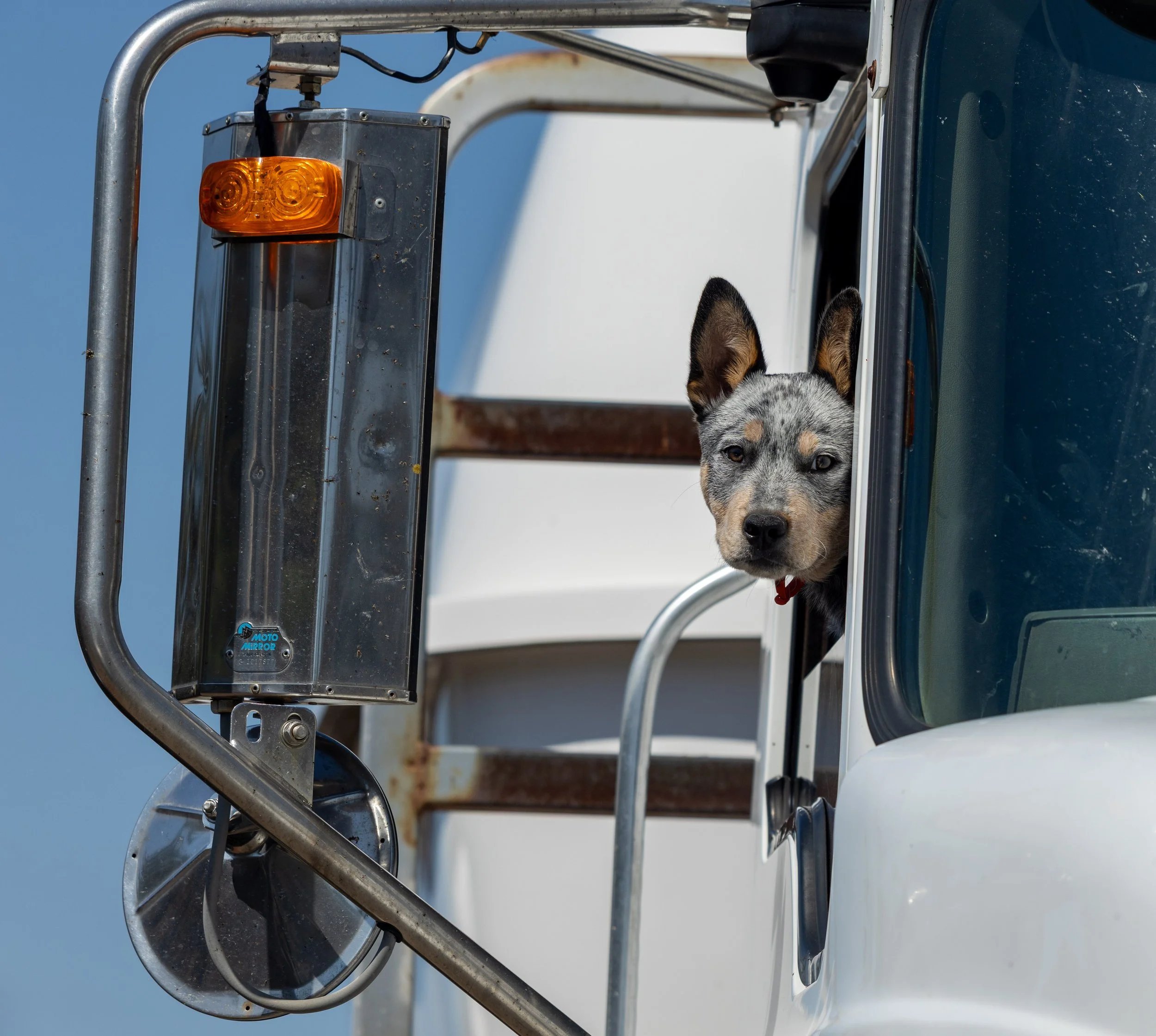 BEAUE THE BLUE HEELER (1 of 1).jpg