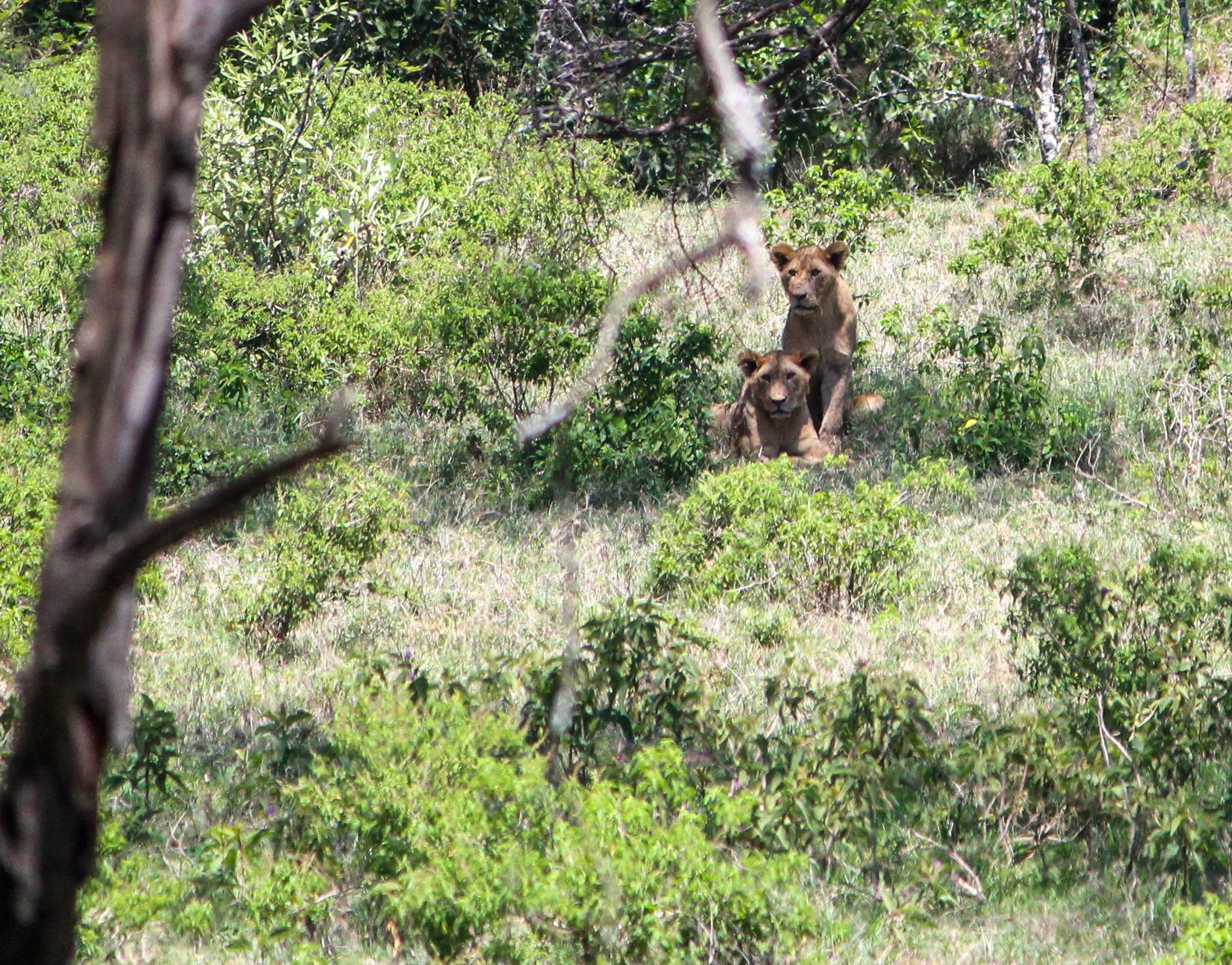 WAITING LIONS (1 of 1).jpg
