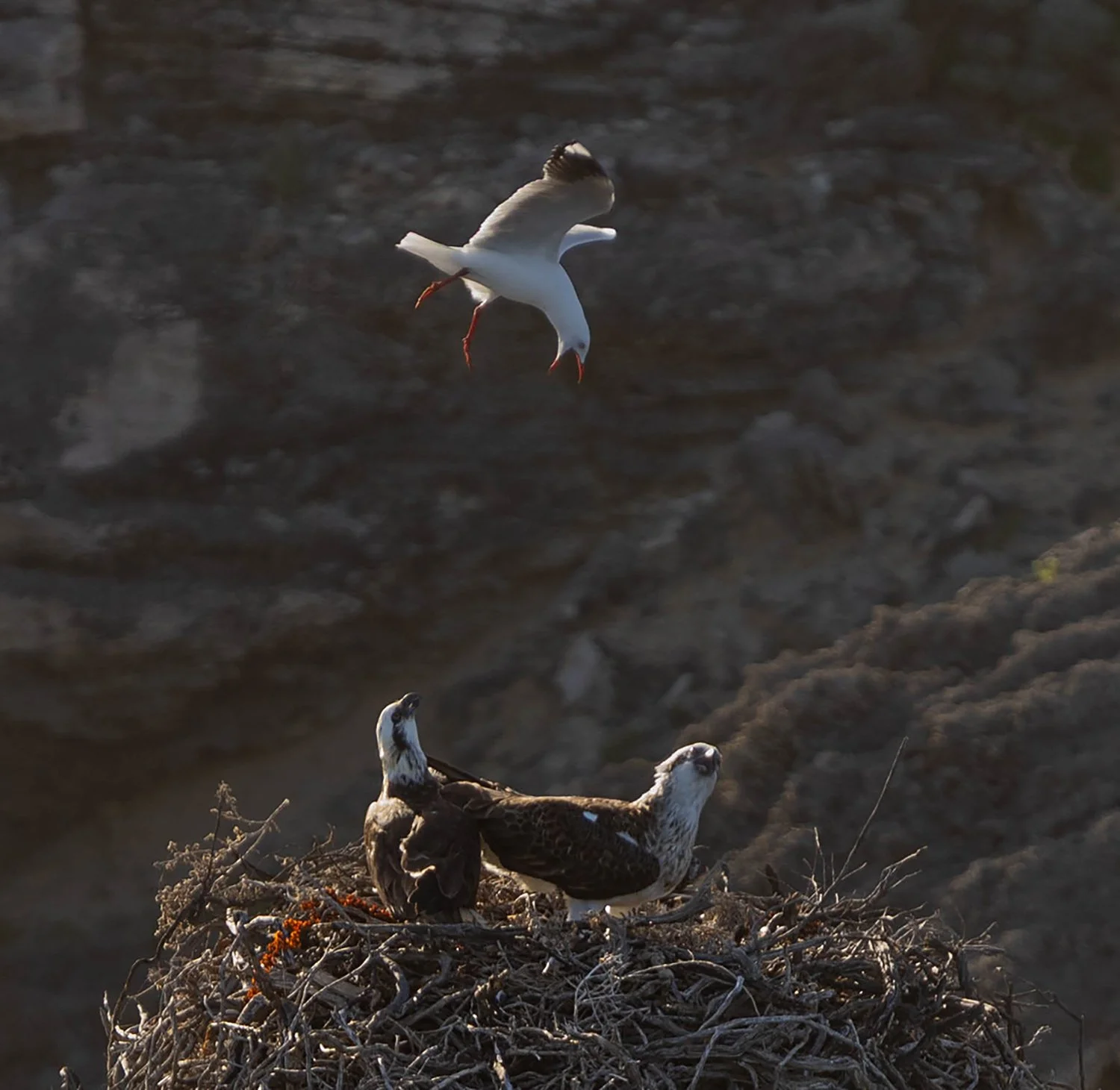SEAGULL V OSPREYS (1 of 1).jpg