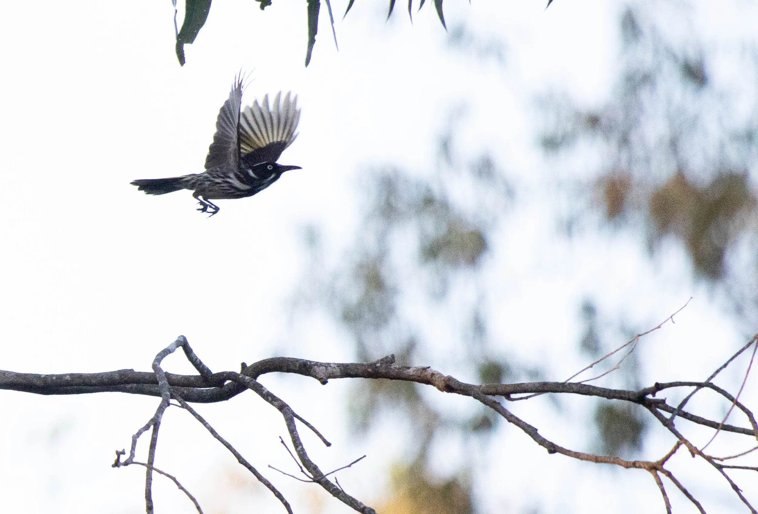 BIRD IN FLIGHT (1 of 1).jpg