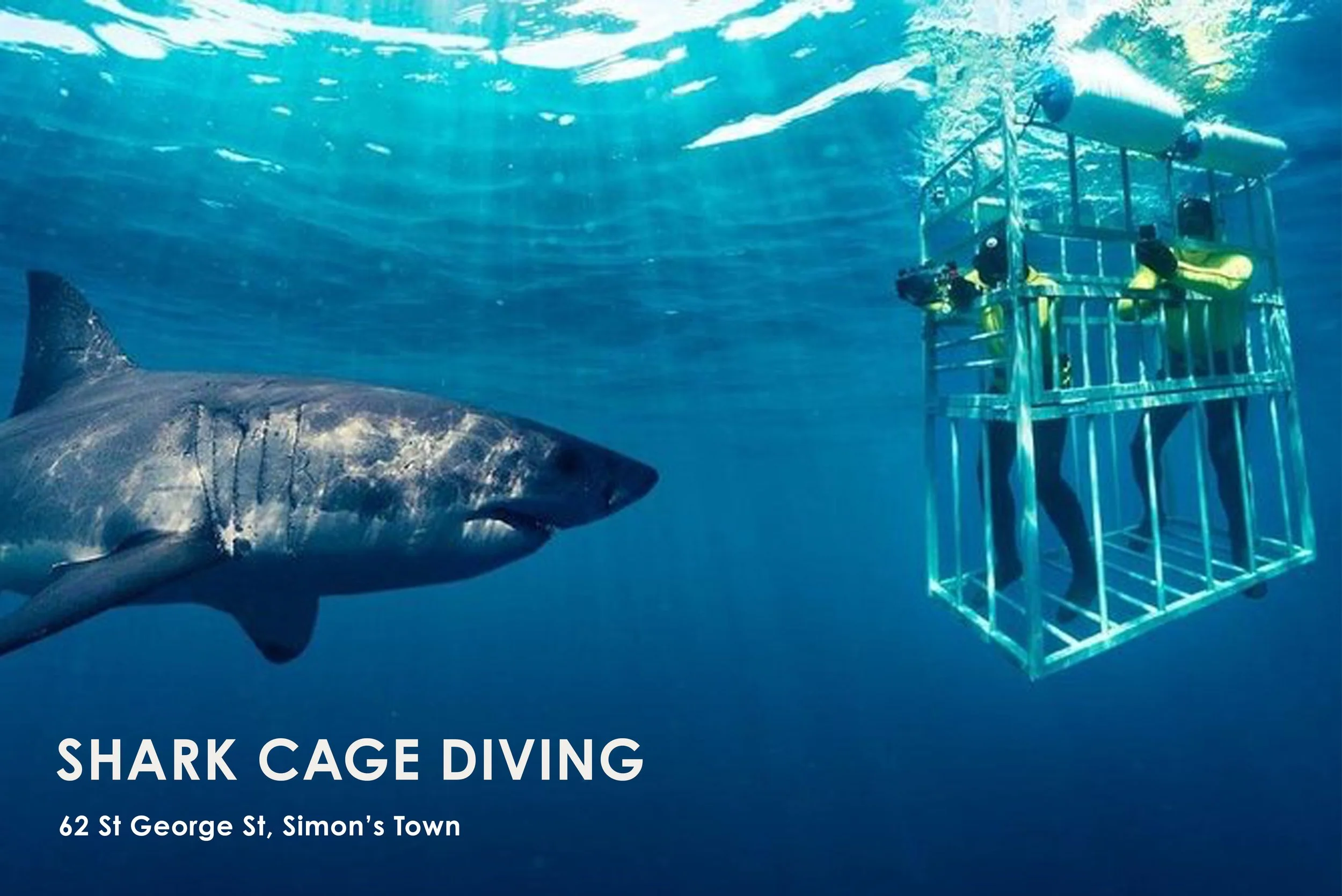 Join Shark Explorers as they head out to Seal Island and False Bay in search of one of the oceans top predators. You also stand a chance of seeing other marine life like seals, dolphins and whales while out in the bay.False Bay is a mere 30min drive 