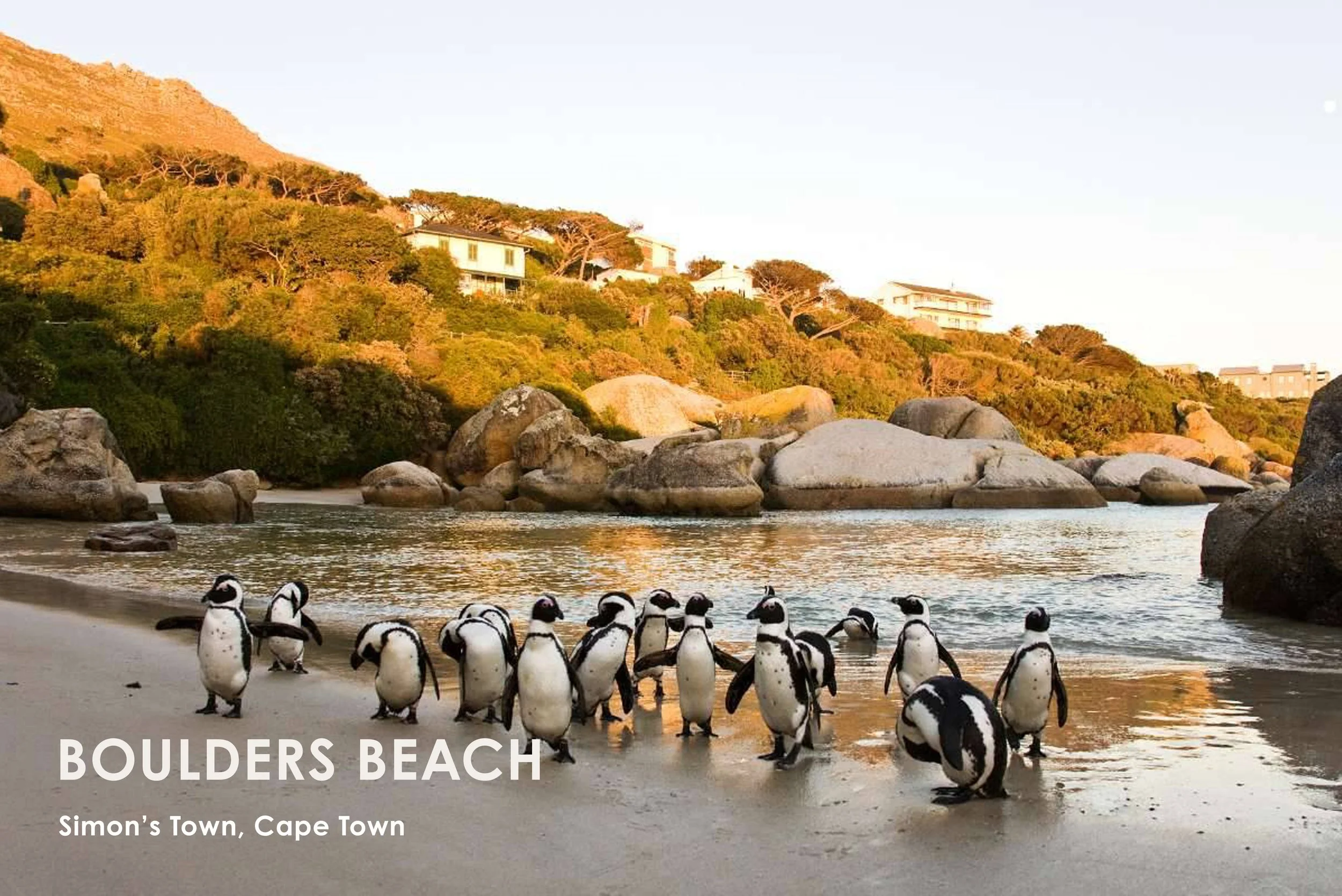 Boulders Beach is a must-visit destination for a relaxing day by the sea. With its calm waters and pristine white sand, it's perfect for swimming, sunbathing, and beach activities.

But the real highlight is the Boulders Beach Penguin Colony home to 