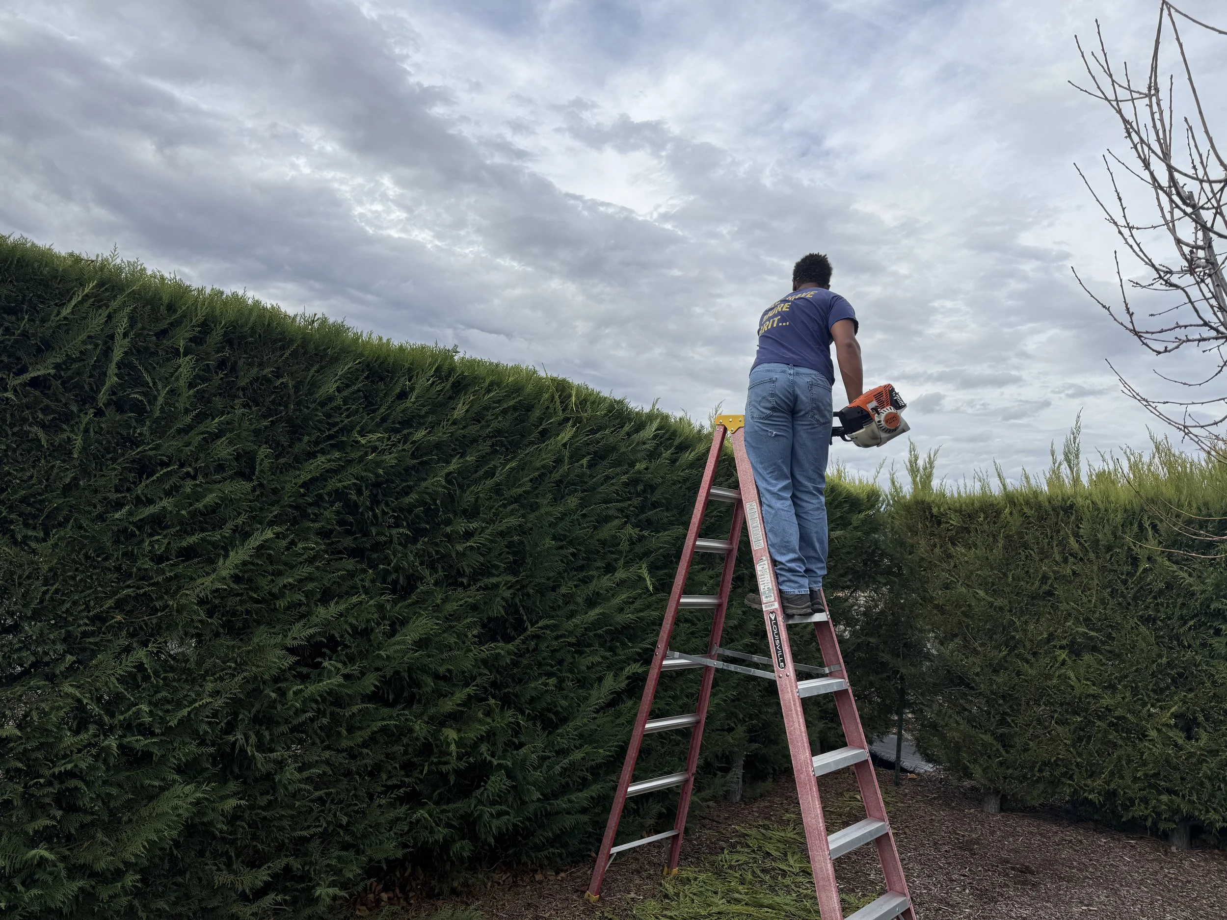 A person standing on a pink ladder trimming a tall green hedge with a gardening tool under cloudy sky.
