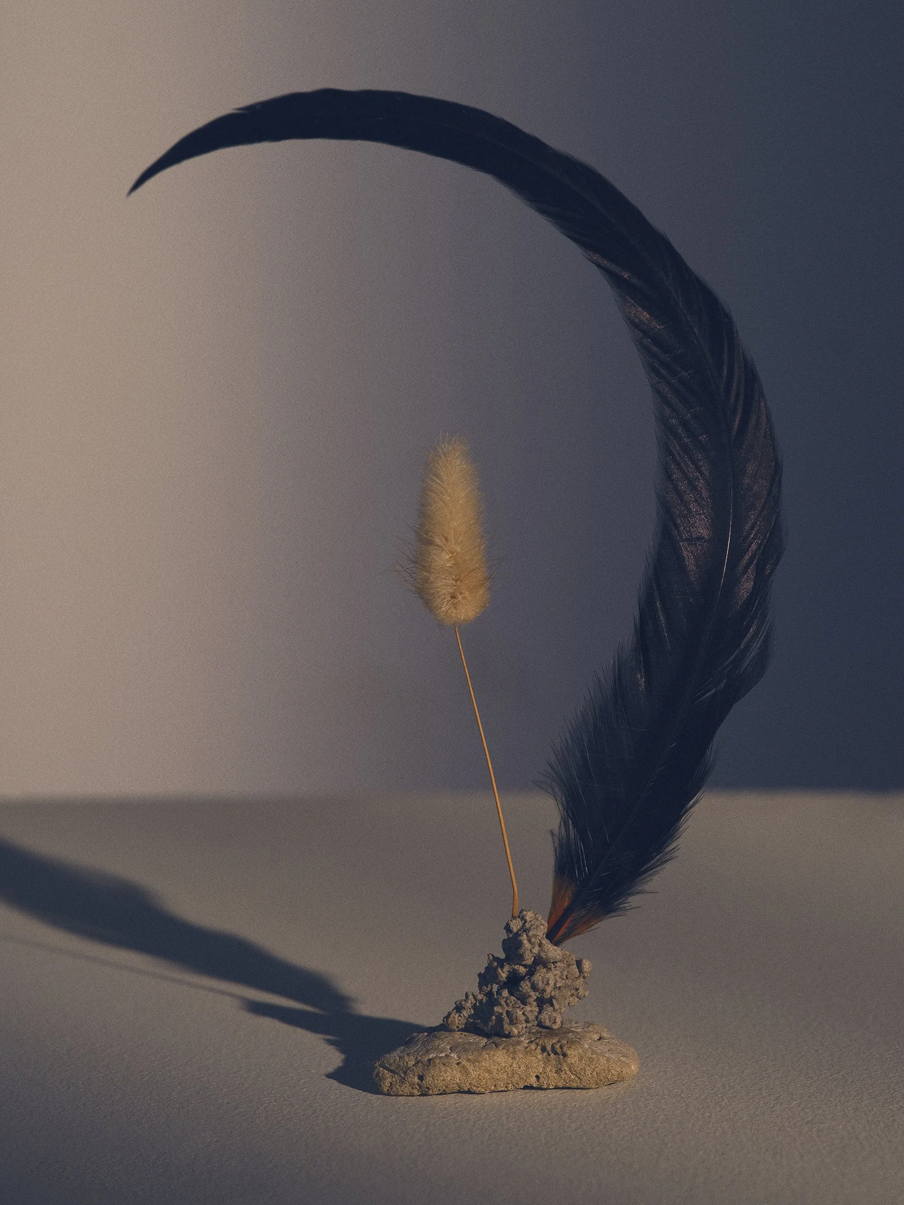 A dried beige cattail plant and a large black feather are arranged on a small pile of dirt or clay, casting shadows on a plain surface and background with soft lighting. stilleben with blue notes . melancholy and light mood is the feeling