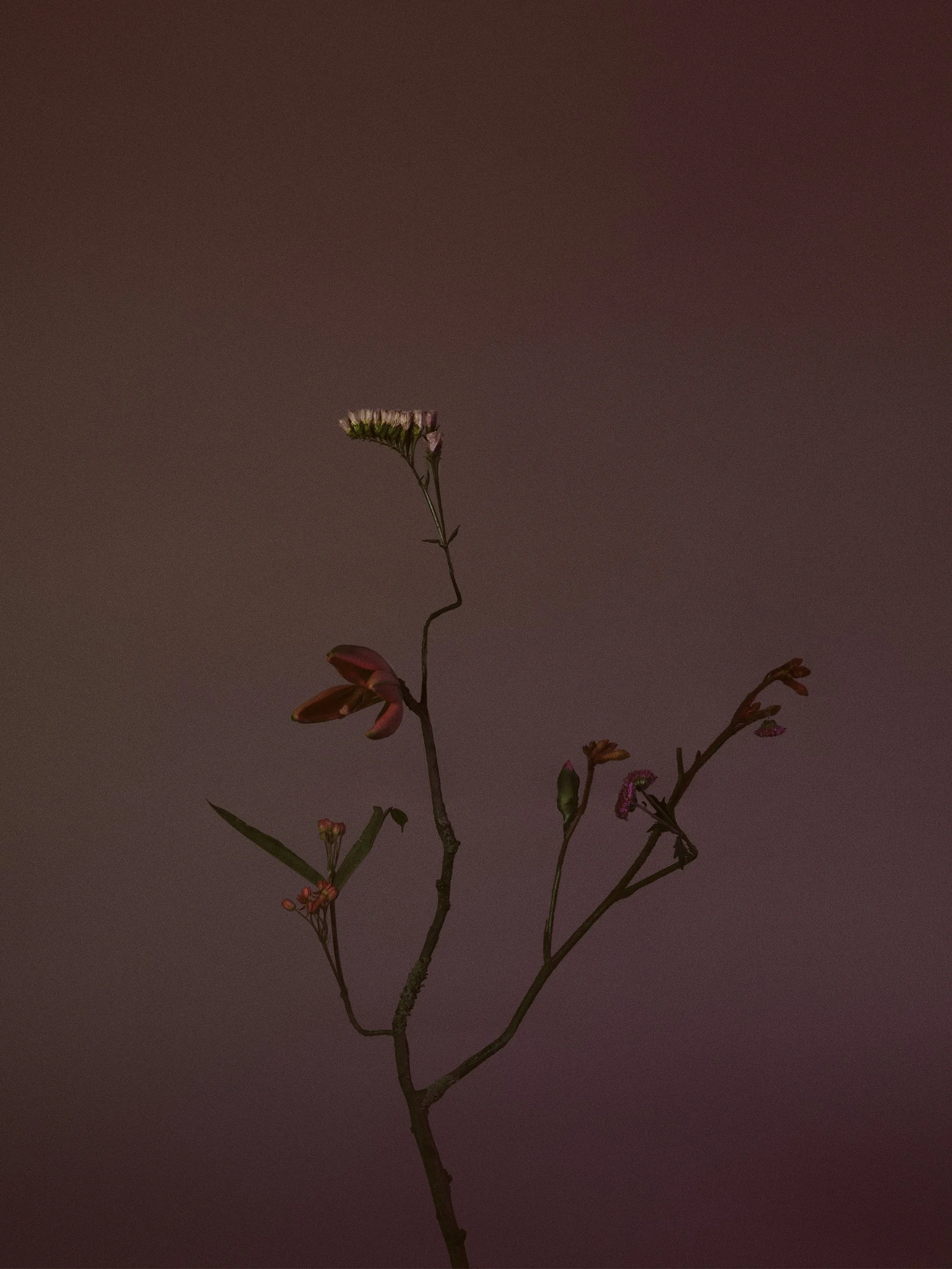 flower project. sunset colours. decomposed flower in pink and pale colours . flower is composed with different flower heads and moody feeling. pink and purple background.