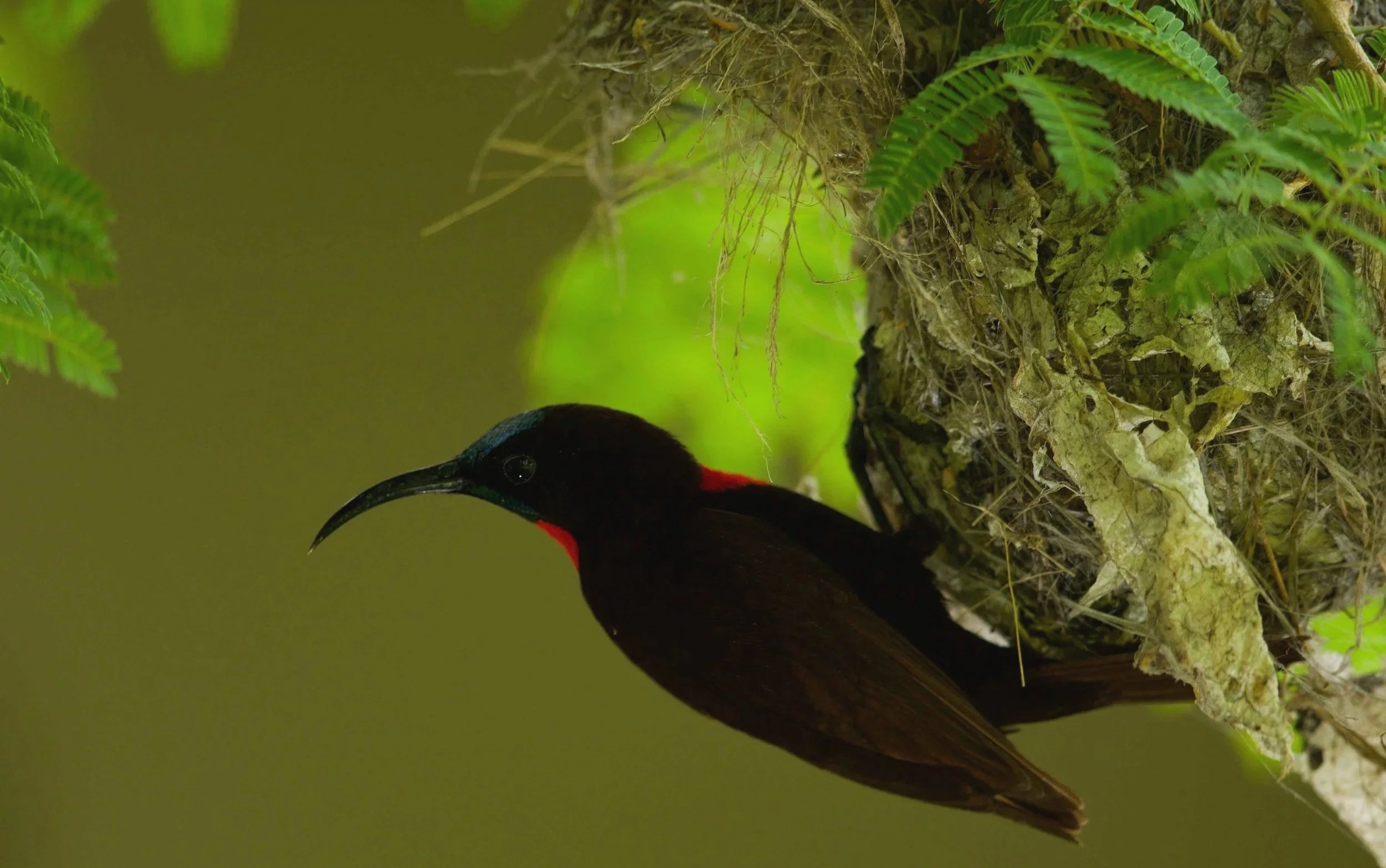 Sunbird%2Bedited.jpg