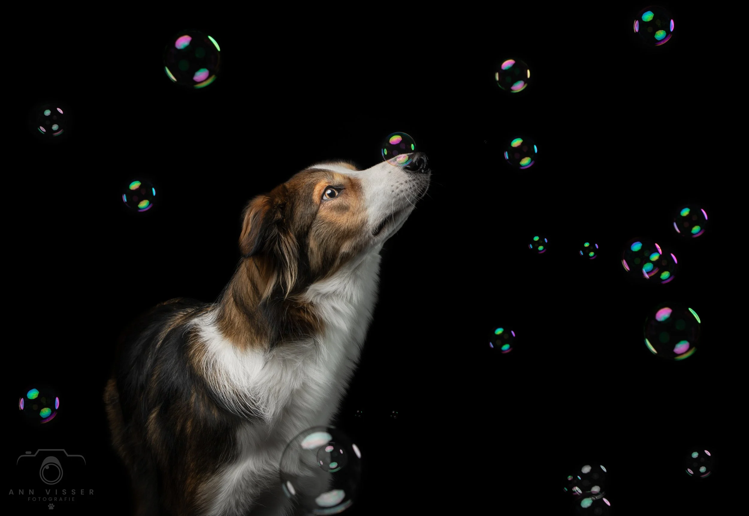 A brown and white dog looking up at floating soap bubbles against a black background.