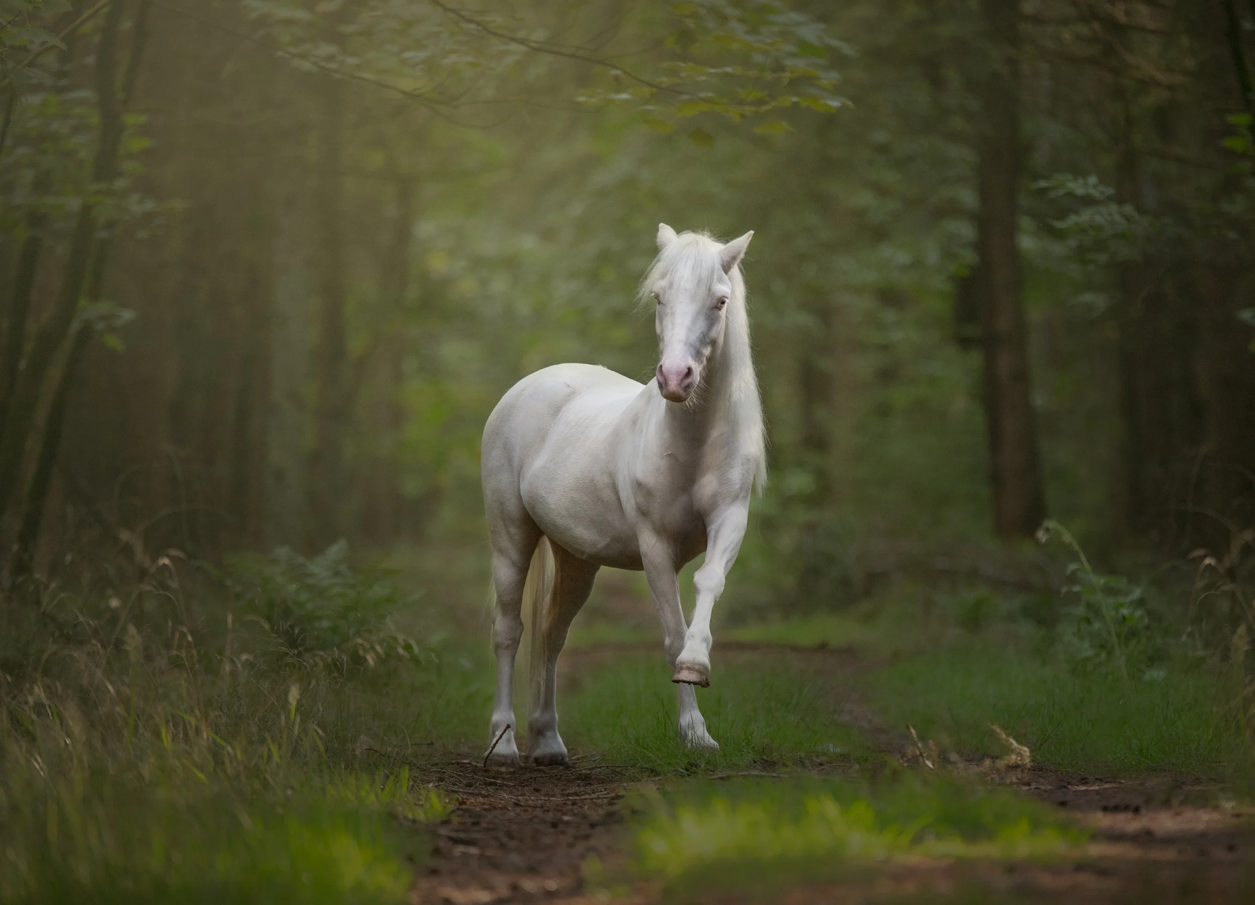wit-paard-dansend-in-het-bos-in-friesland.jpg