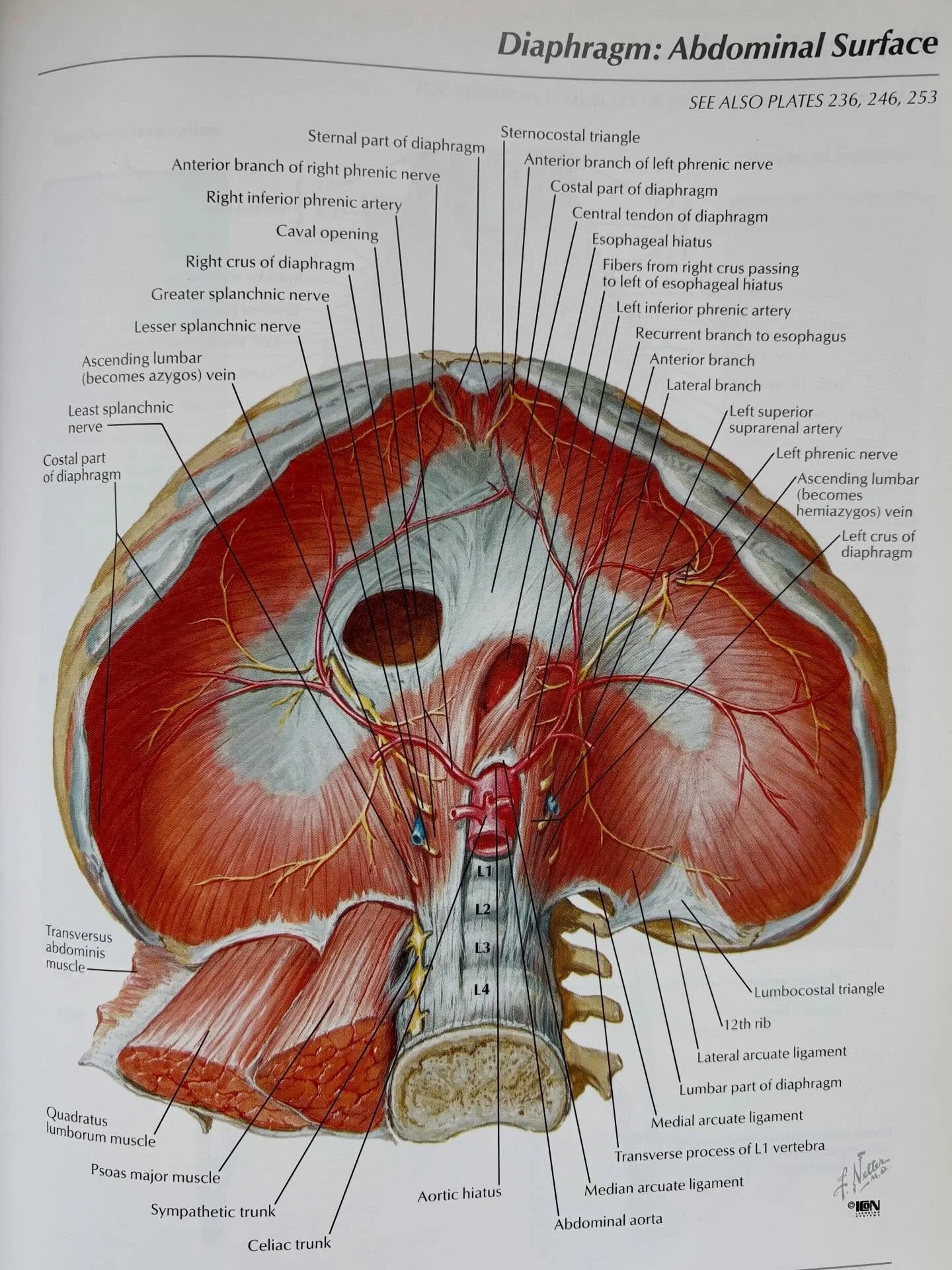 Miten kuvassa oleva pallea liittyy hermoston s&auml;&auml;telyyn?

Pallea ei ole pelkk&auml; hengityslihas, vaan se on osa hermoston s&auml;&auml;telyj&auml;rjestelm&auml;&auml;. Kun pallea on kire&auml;, sen liike rajoittuu, mik&auml; vaikuttaa koko