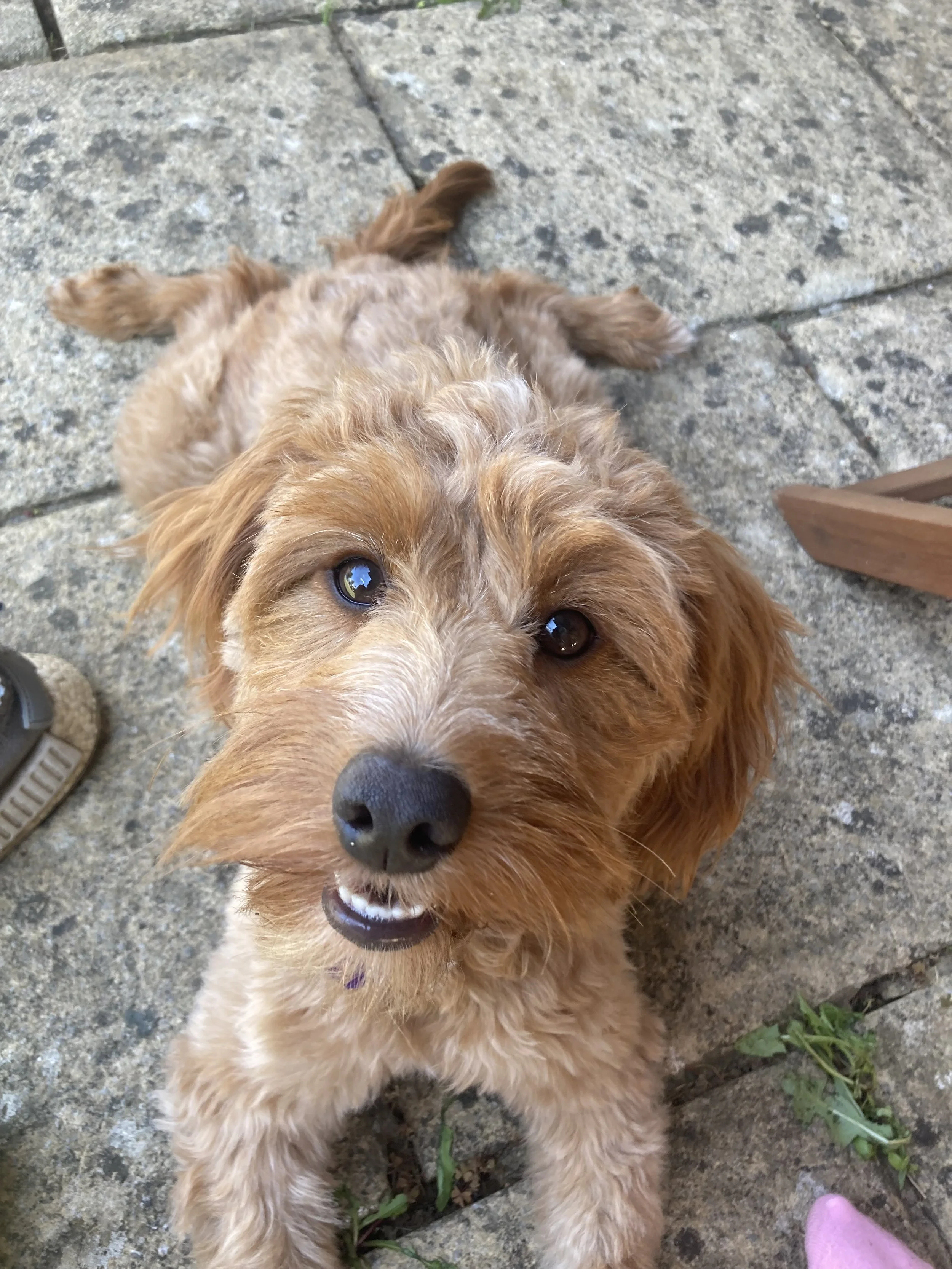 30 Minute Drop-In Visit