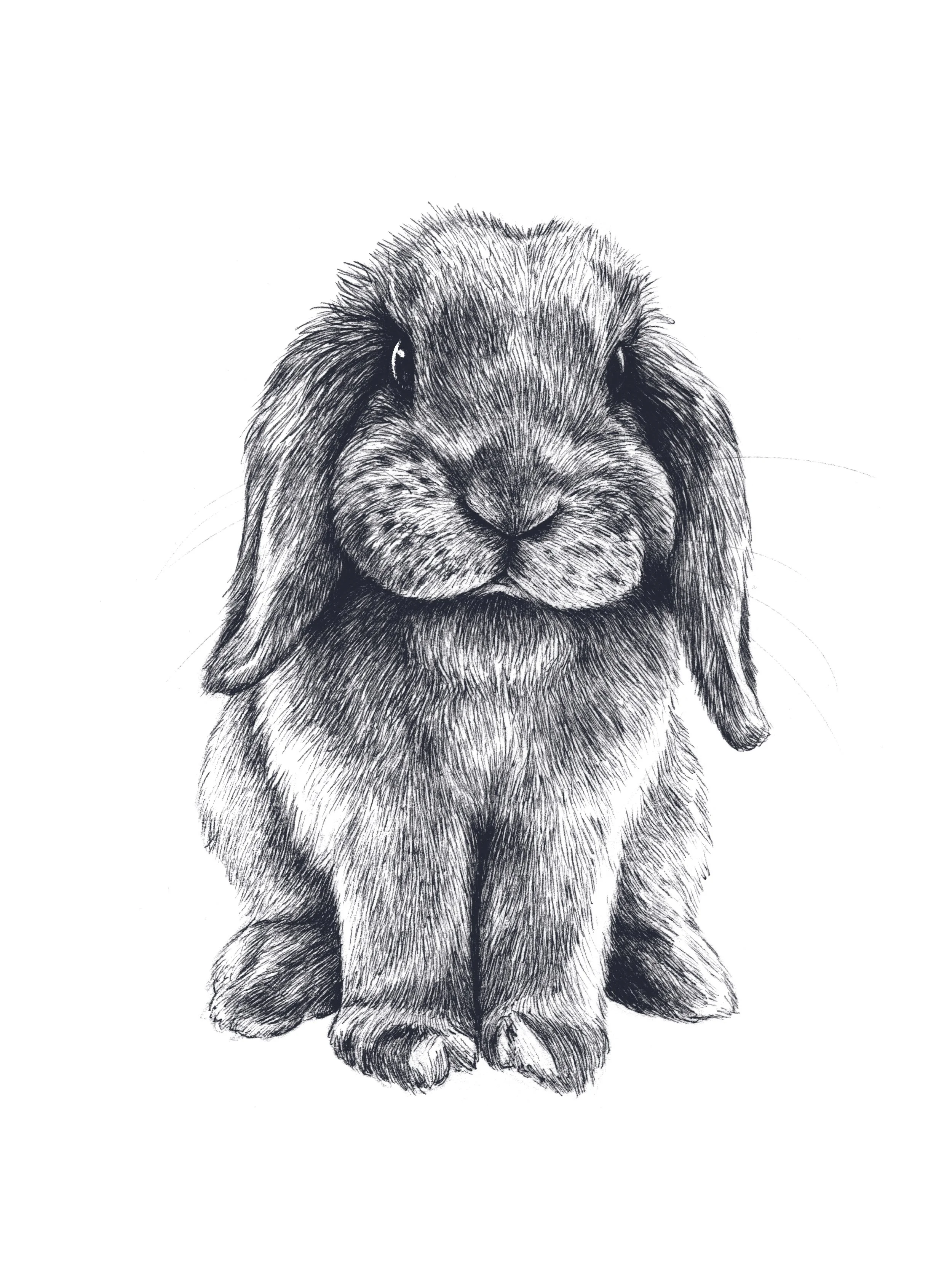 Commission "Lineart Pet Portrait"