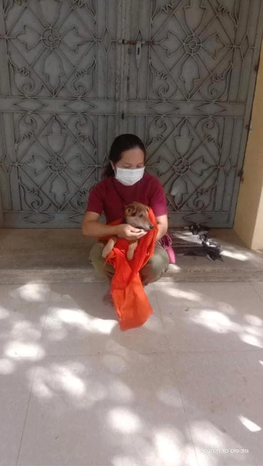 Kong wearing a face mask and red shirt crouches on the ground holding a small dog wrapped in an orange monk cloth at one of the pagodas where she feeds the animals