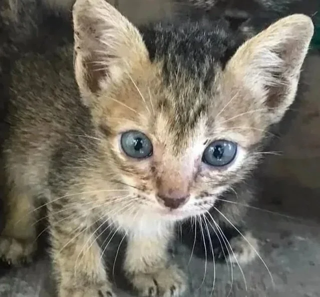 Close-up of a small tabby kitten with blue eyes, gray and brown fur, and large ears. A stray kitten at a pagoda in Siem Reap supported by Knig