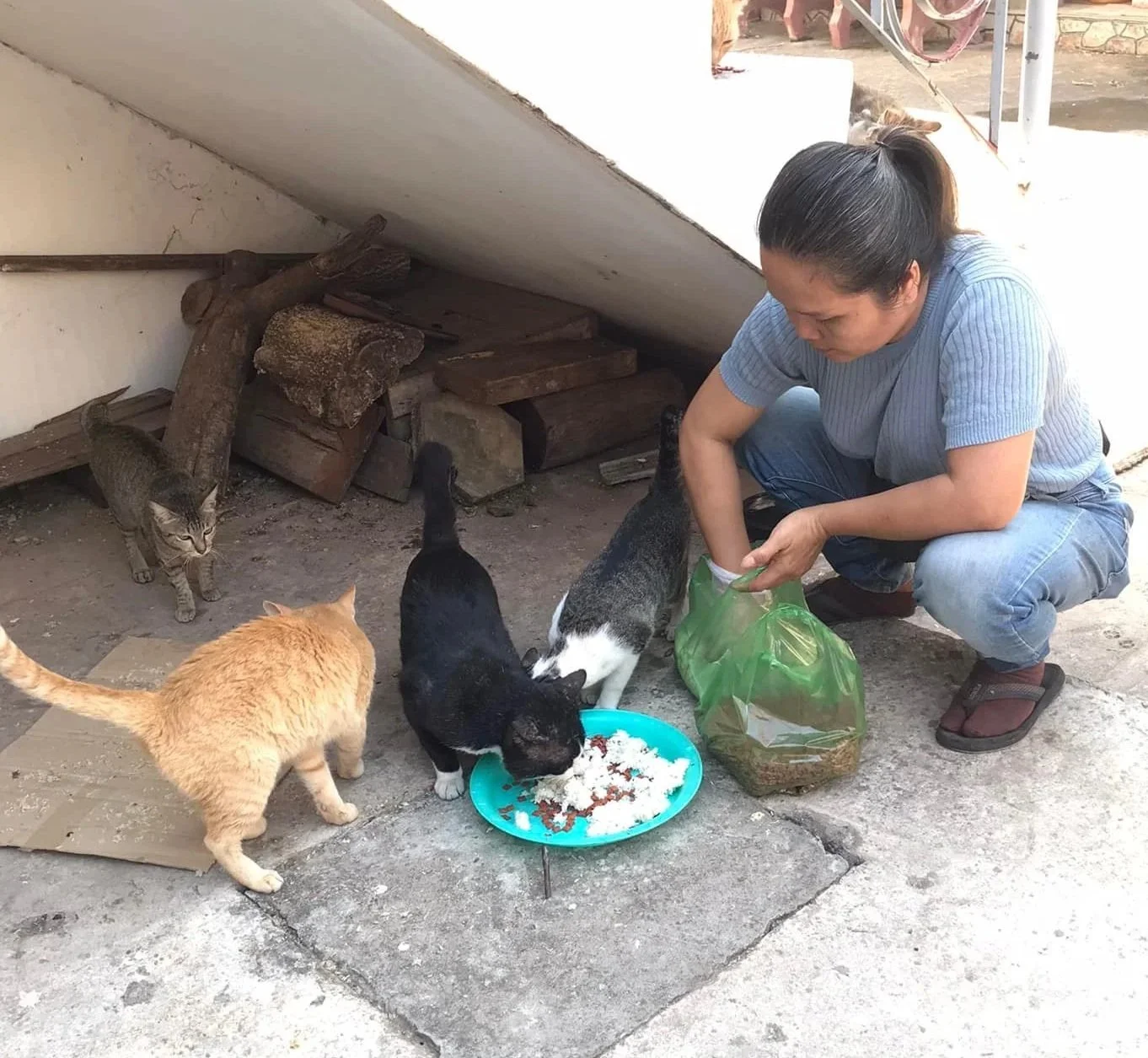Kong feeding three cats outside at a pagoda in siem reap cambodia. Two cats are eating from a blue dish, and one is next to her holding its head high. The woman is holding a green plastic bag, possibly with more food.