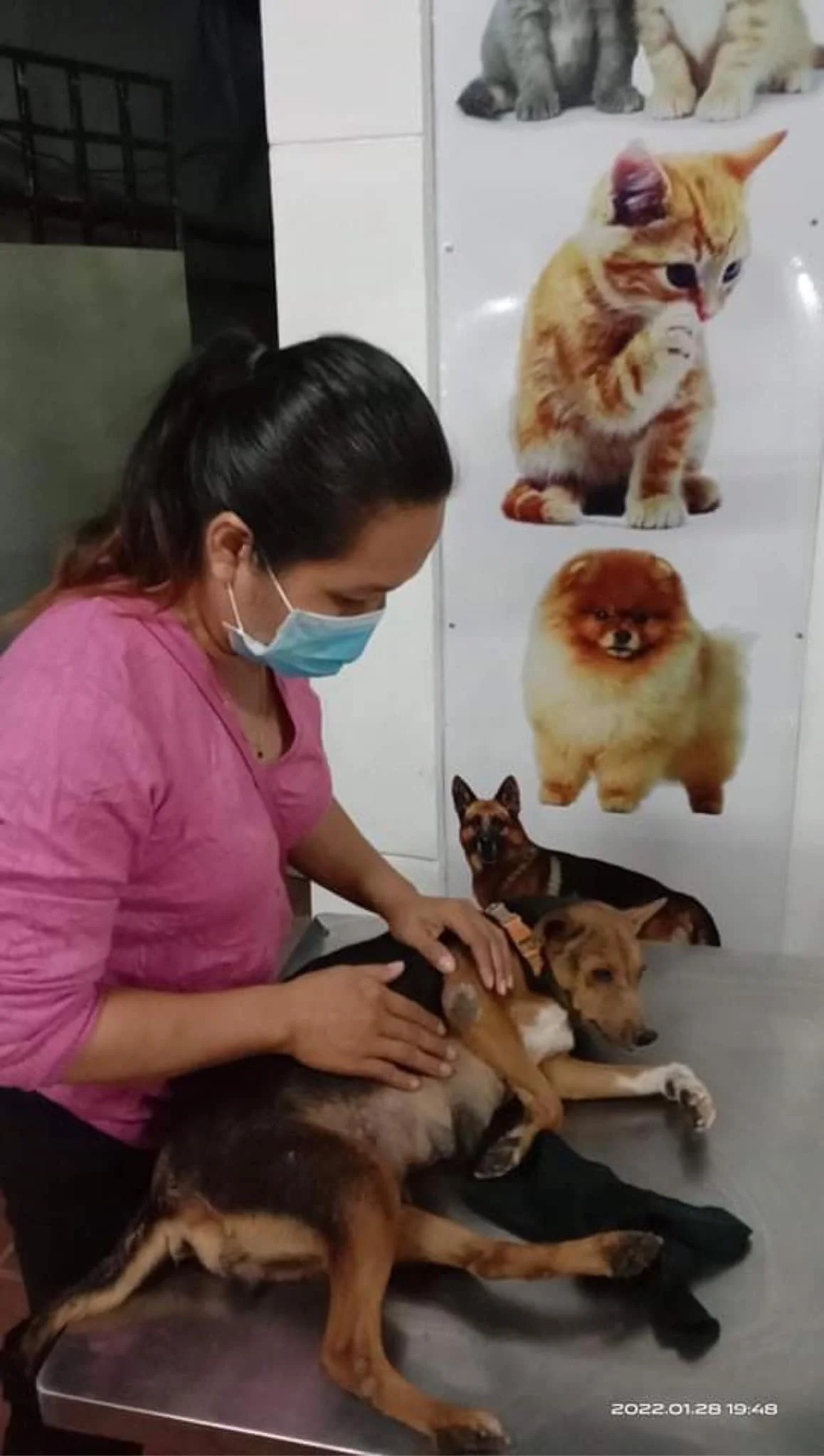 Kong is treating a  dog on a metal table at one of the vets. Stray dog siem reap getting treatment.