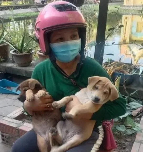Kong with two puppies at the pagoda. Supporting stray animals in siem reap and volunteering opportunities.