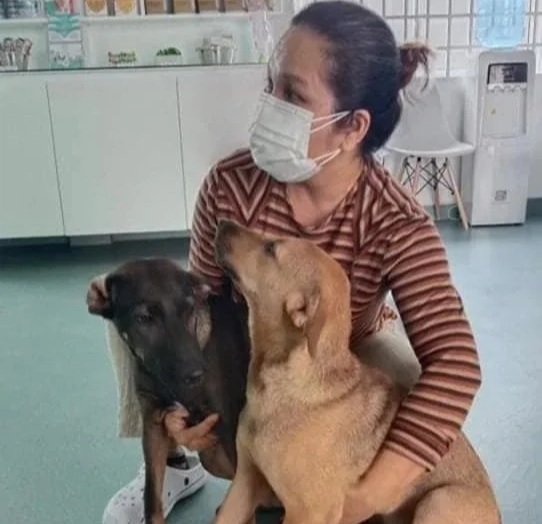 Kong with two puppies at a veterinary clinic.