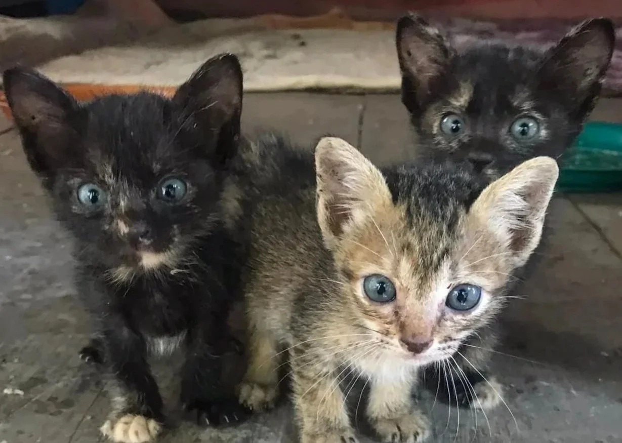 Stray Kittens siem reap pagoda