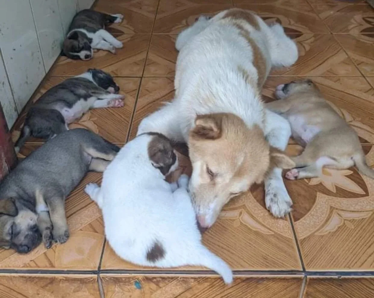 stray puppies at pagoda siem reap voice of strays