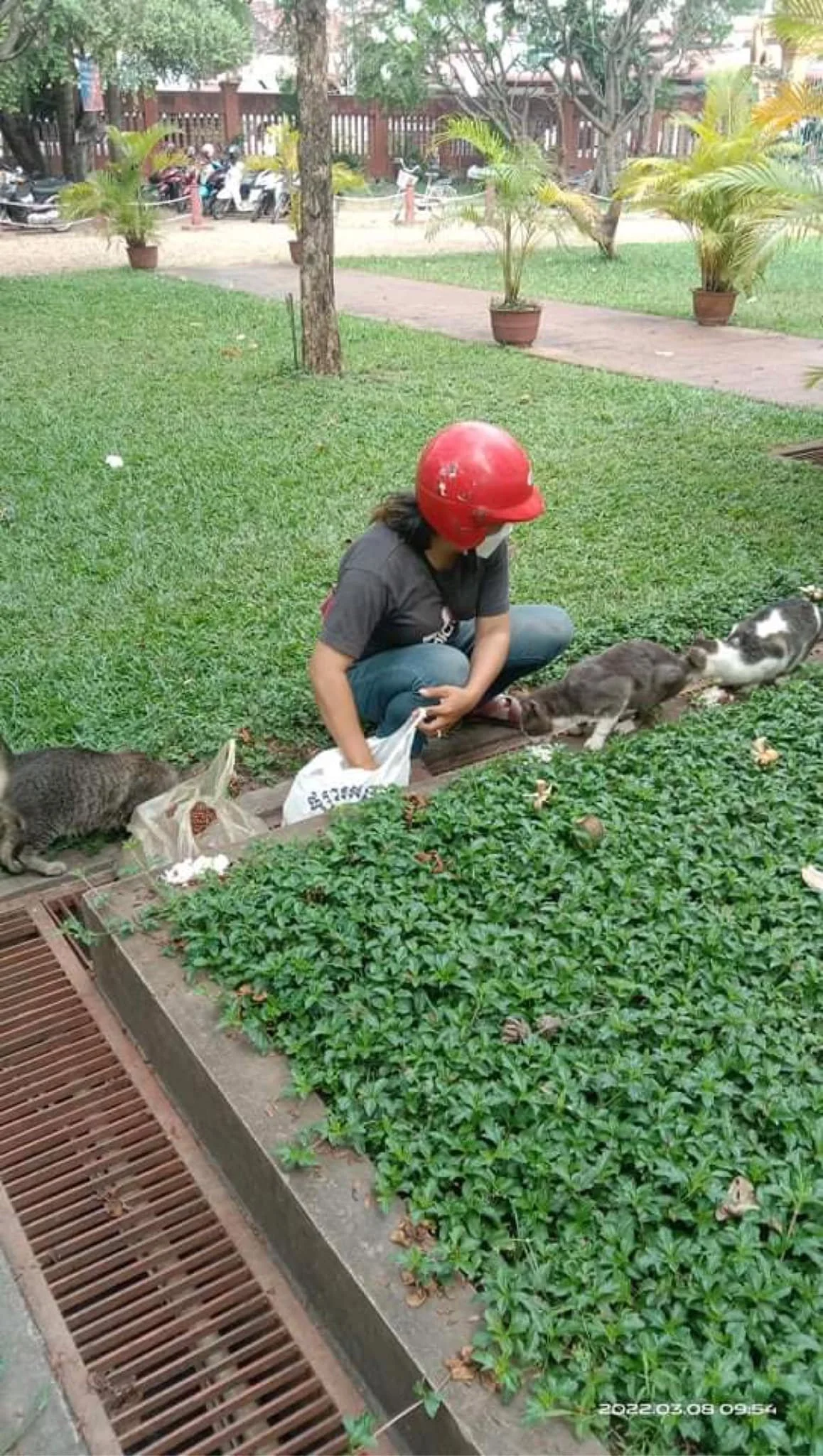 Kong is feeding stray animals at wat damnak where she visits 2 times per day to feed and care for the animals