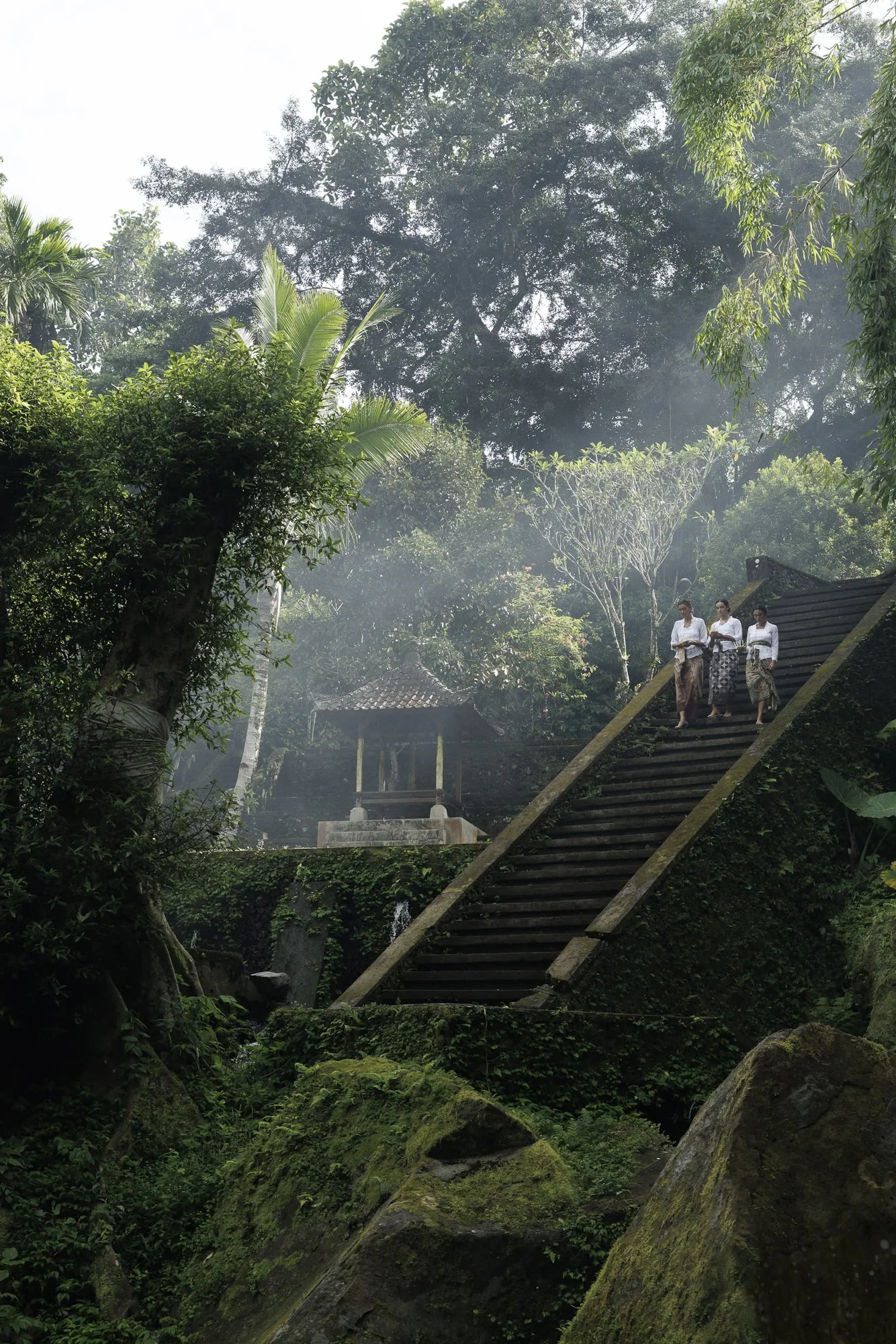 T_Paradisus_20250509_4999.jpg