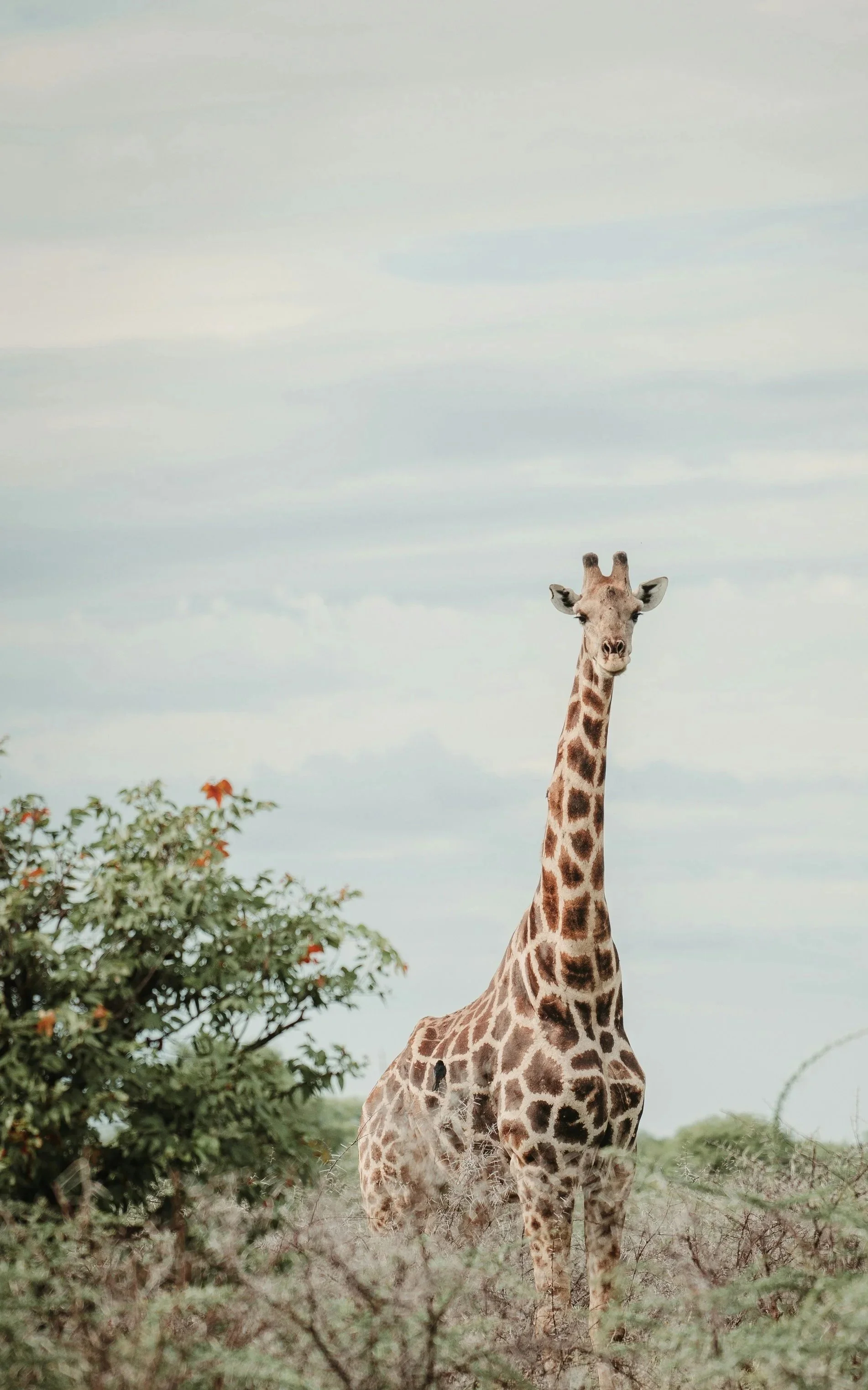 Een giraf staat in de savanne met groene struiken en een bewolkte hemel op de achtergrond.