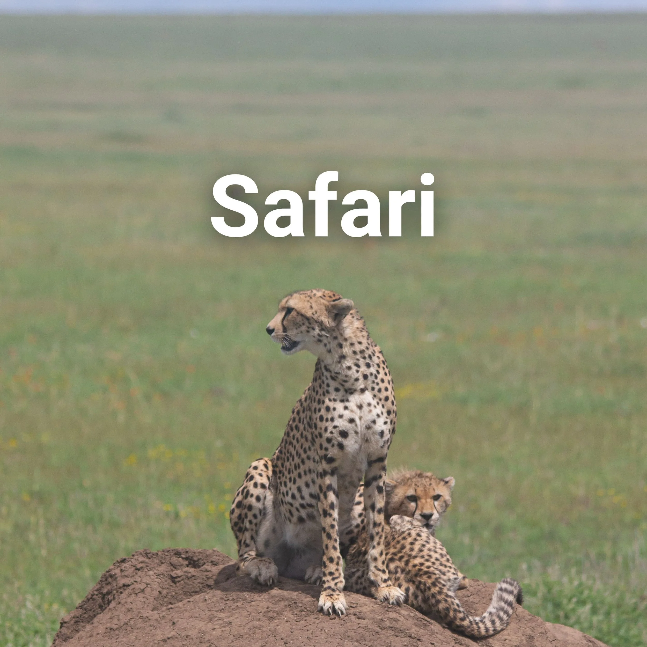 Een cheetah met welpje op de savannevlakte van de Serengeti in Tanzania, met de tekst "safari"