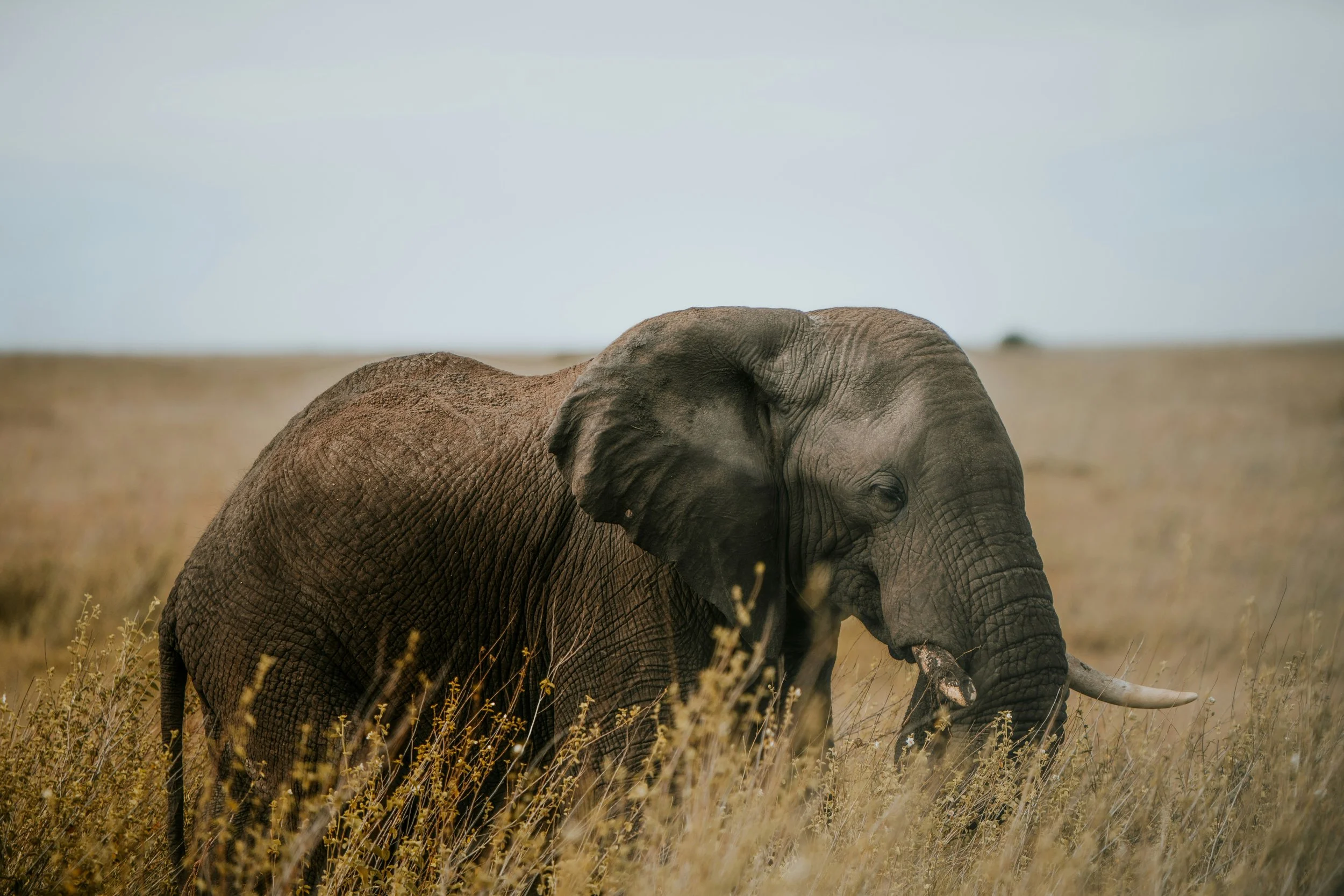 Een jonge olifant die in een grasland staat, omringd door geel gras, met een open veld en een blauwe lucht op de achtergrond.