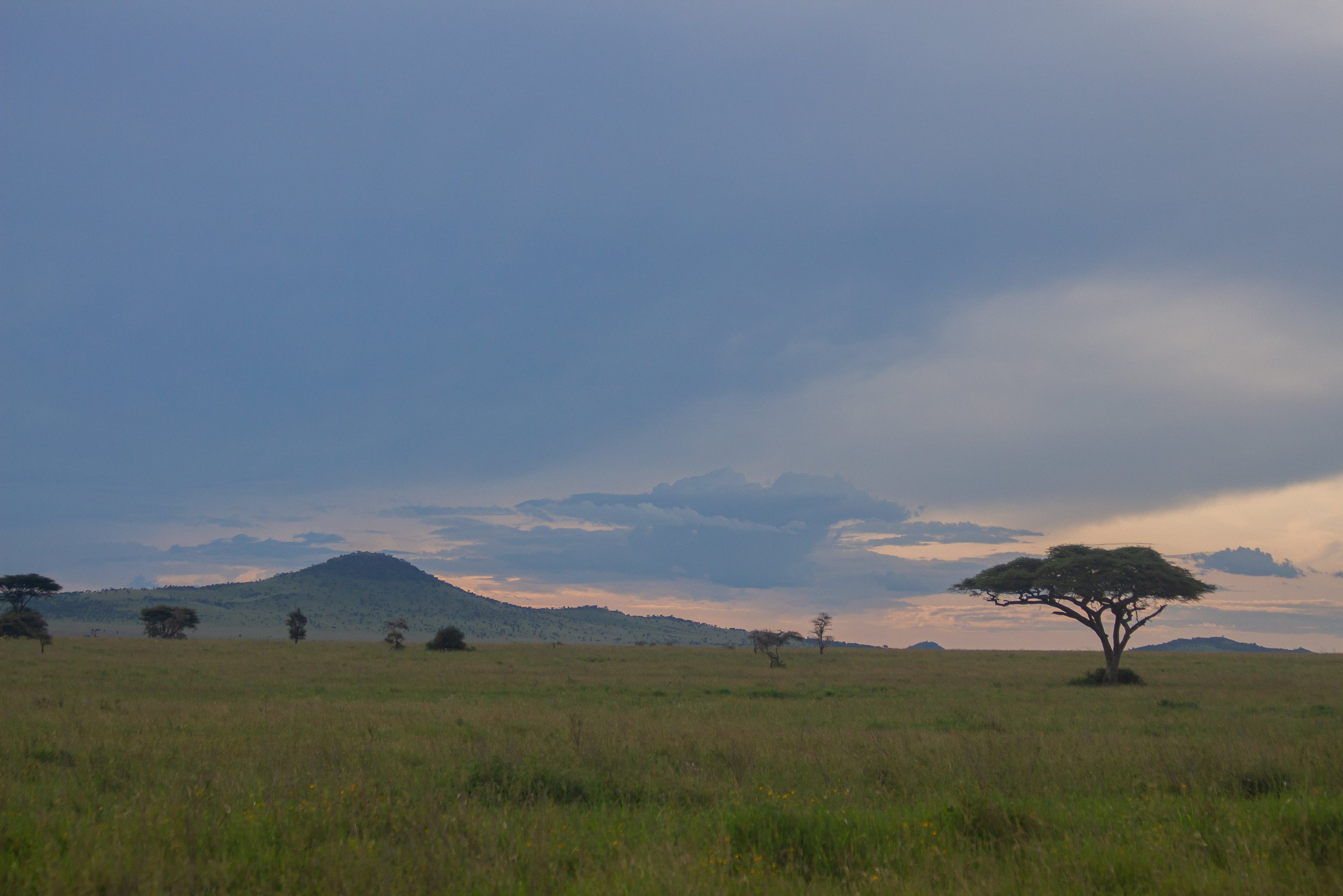 Uitgestrekt savannelandschap met enkele acaciabomen en een heuvel onder een bewolkte hemel.