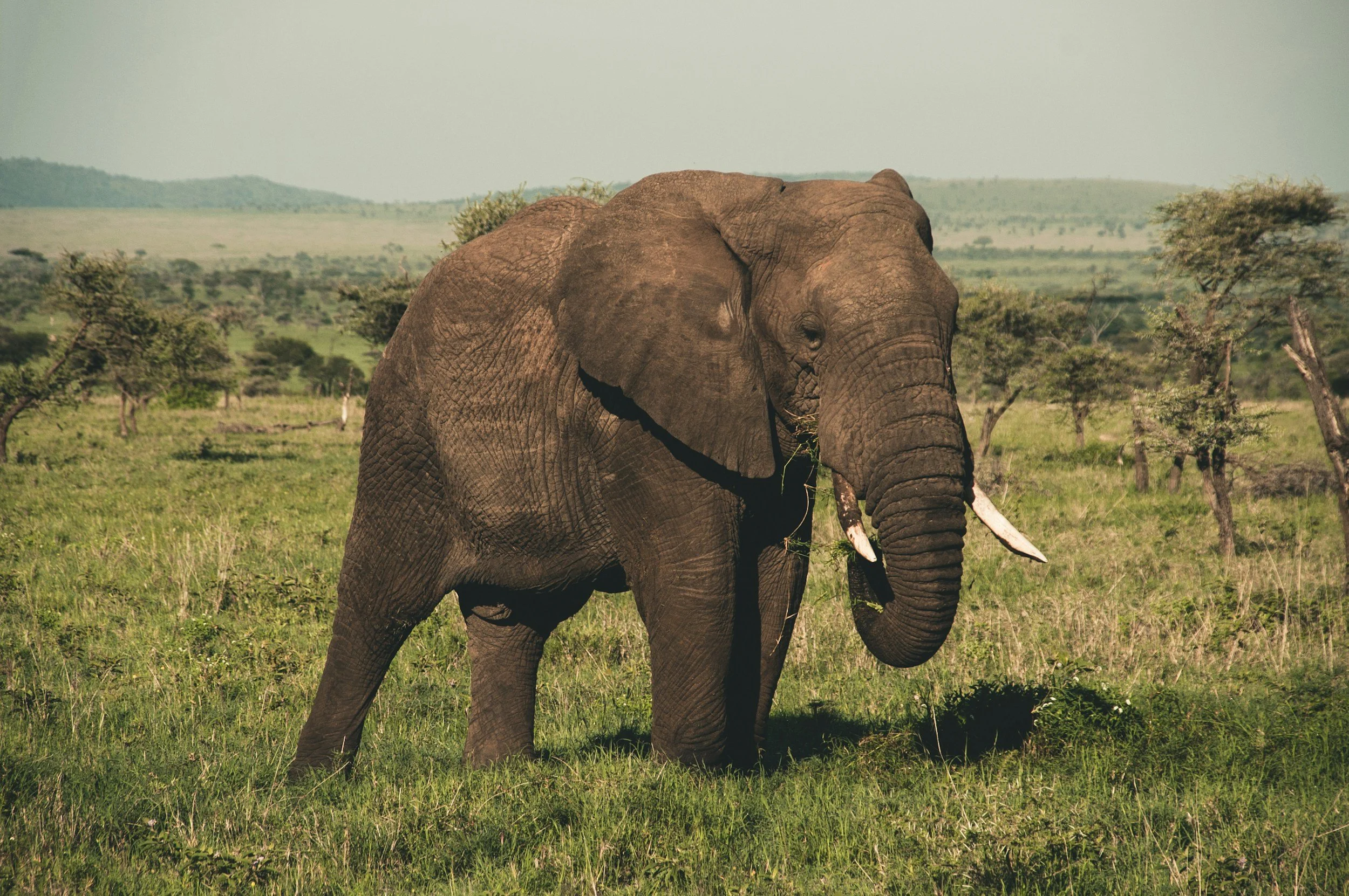 Een grote Afrikaanse olifant met slagtanden staat in een grasland met verspreide bomen, onder een heldere blauwe lucht.