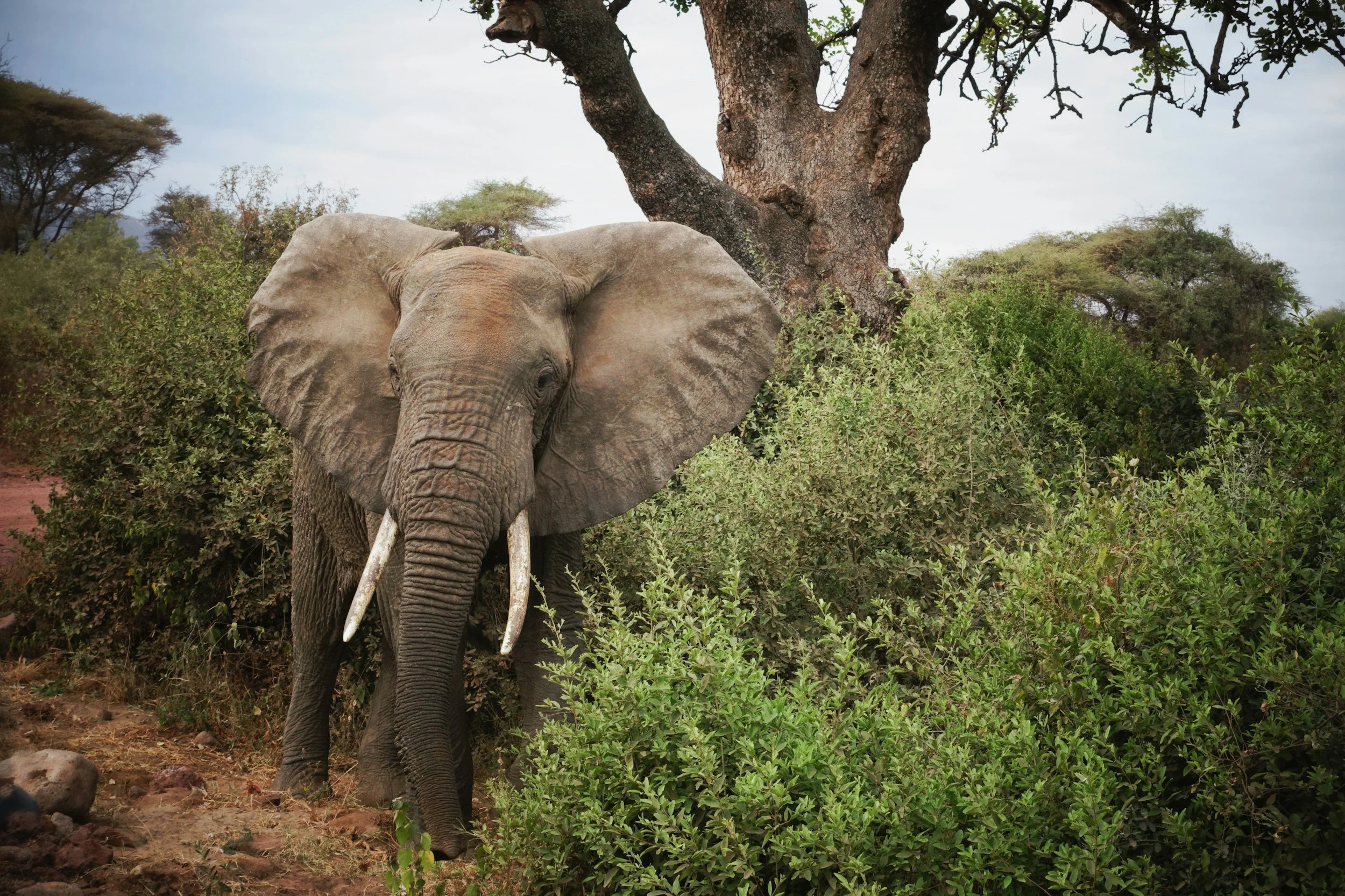 Een olifant in de natuur, staand tussen groene struiken en een grote boom, onder een bewolkte hemel.