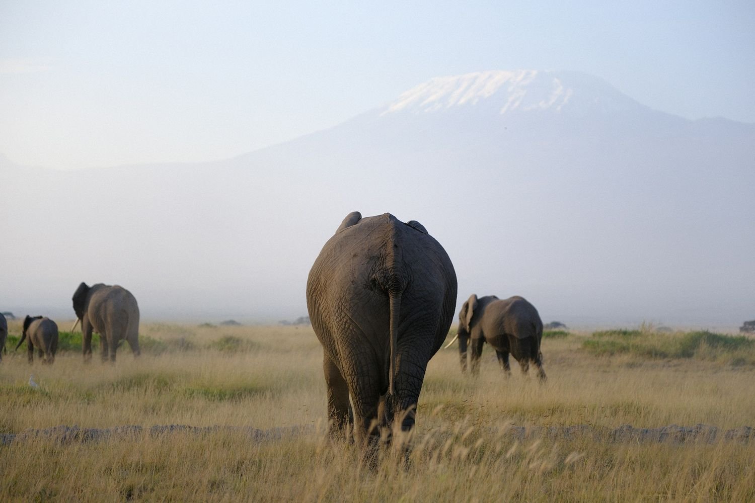 Een olifant in een vlakte, met de besneeuwde bergtop van de Kilimanjaro op de achtergrond.