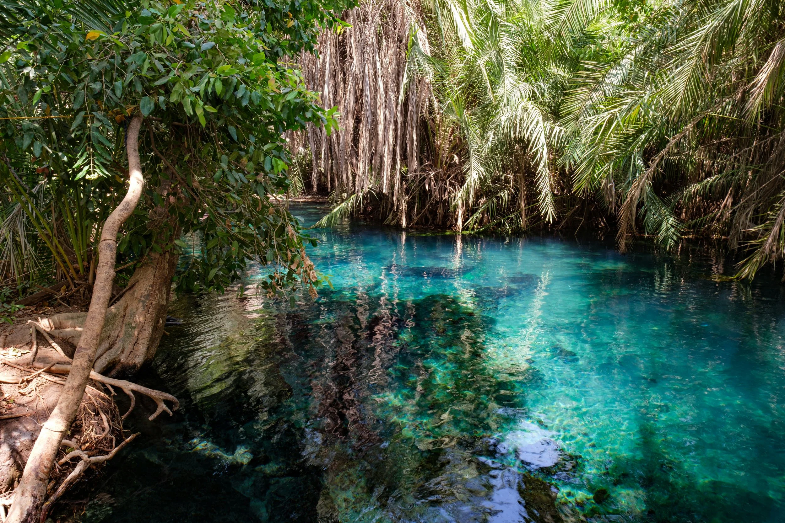 Een heldere, blauwe rivier omgeven door dicht groen tropisch bos met palmbladeren.