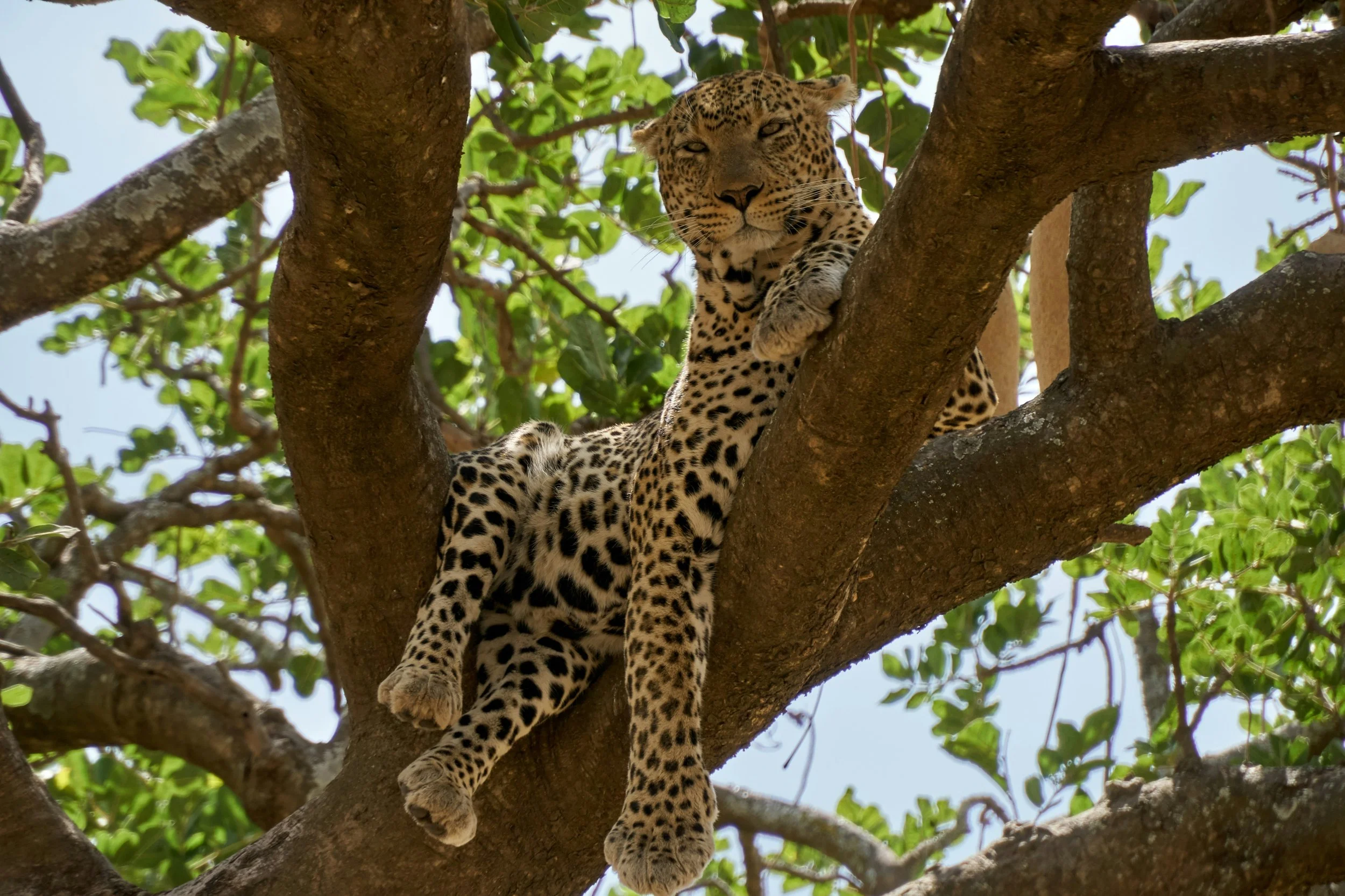Een jaguar die in een boom ligt, omringd door groene bladeren.