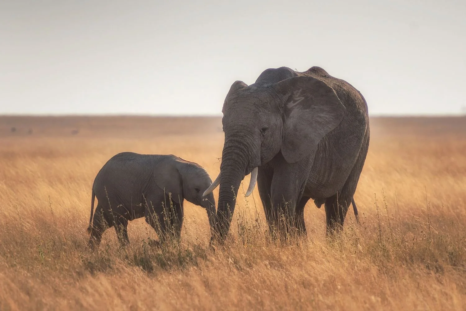 Een olifant met kalf op de savanne van de Serengeti, tussen het hoge gras, tijdens een safari in Tanzania.