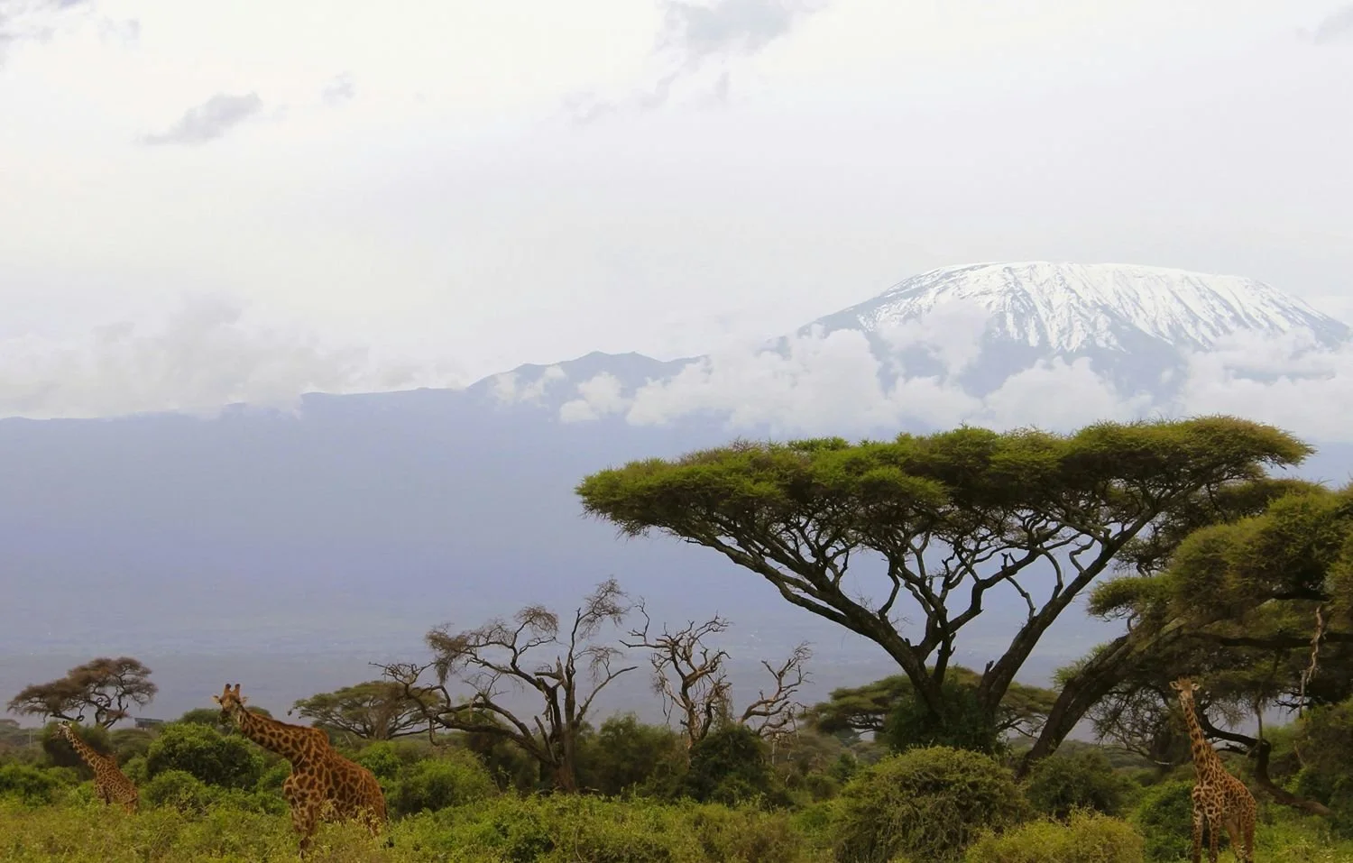 Giraffe in het struikgewas tussen de acaciabomen, met de besneeuwde bergtop van de Kilimanjaro op de achtergrond.