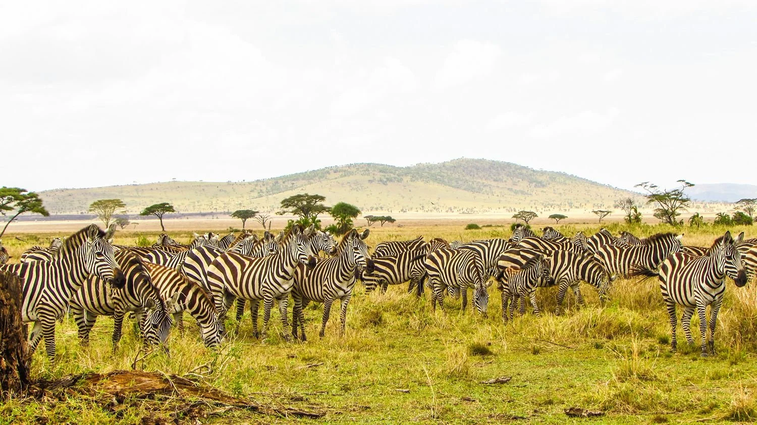 Zebra's in een groen uitgestrekt landschap, tijdens een safari in Tanzania.