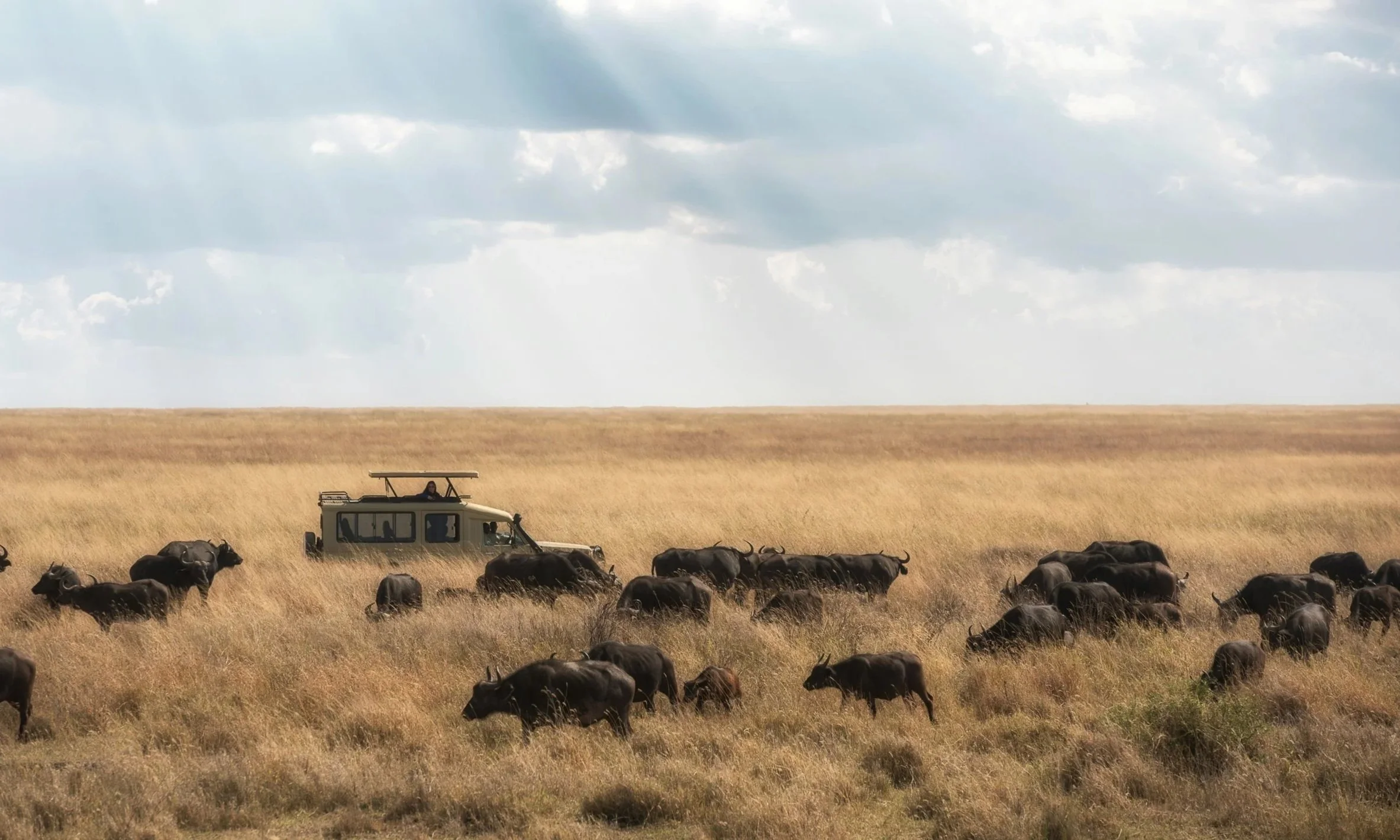 Een stuifzandvlakte met een parkvoertuig en een kudde waterbuffels onder een bewolkte lucht.