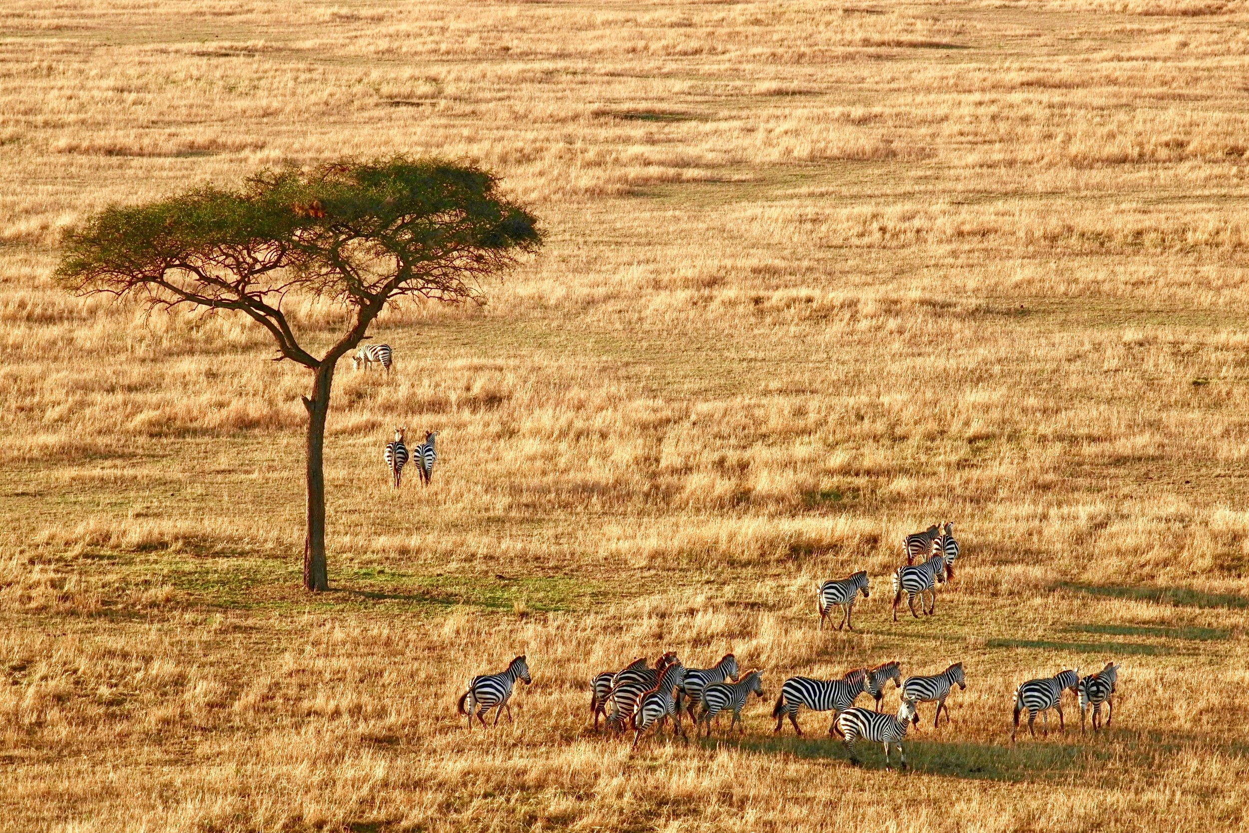 Zebras grazen in een grasvlakte met een enkele boom