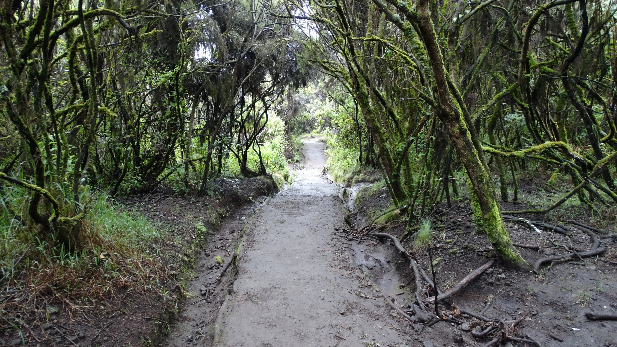 Een smal pad door een bos met groene, met mossen bedekte takken en wortels aan weerszijden.