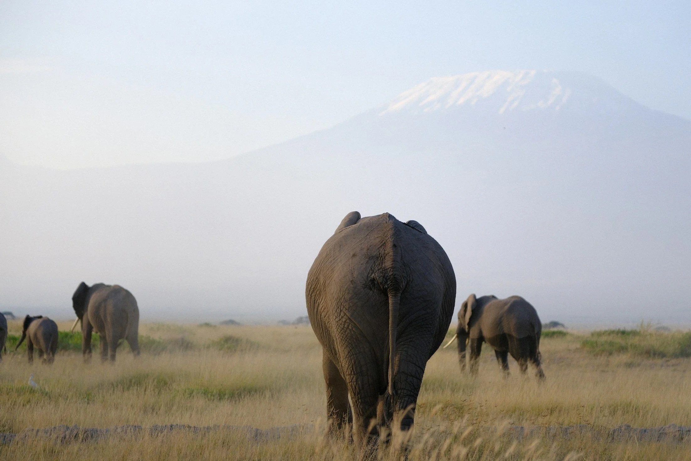Groepering van olifanten in een grasland met een berg en een besneeuwde vulkaan op de achtergrond