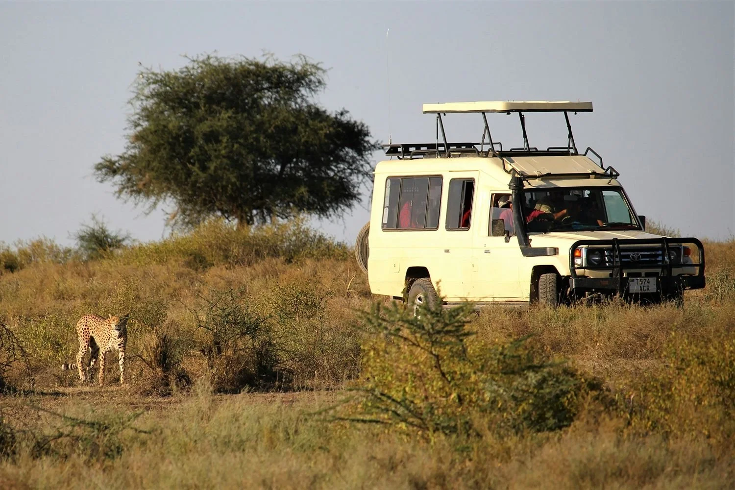 Een safarivoertuig in Tanzania, met het dak open en stilstaand naast een cheetah in het struikgewas.
