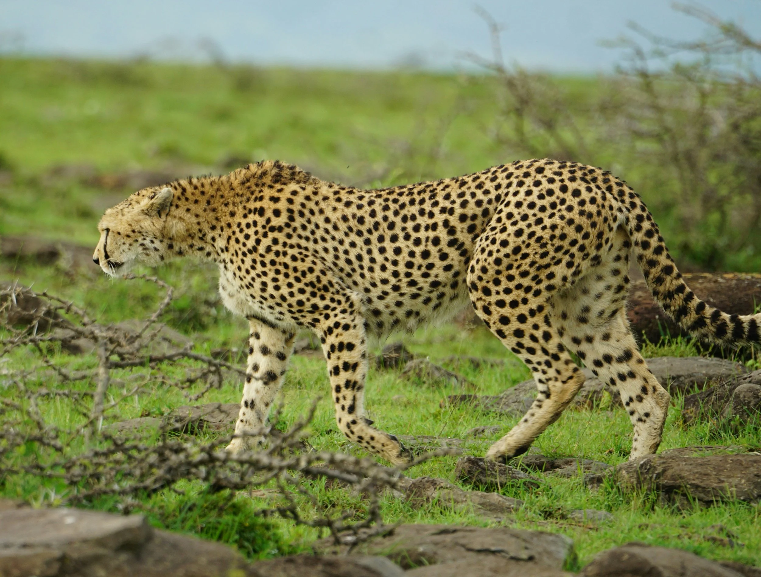 Leopard op grasveld met bomen op de achtergrond.