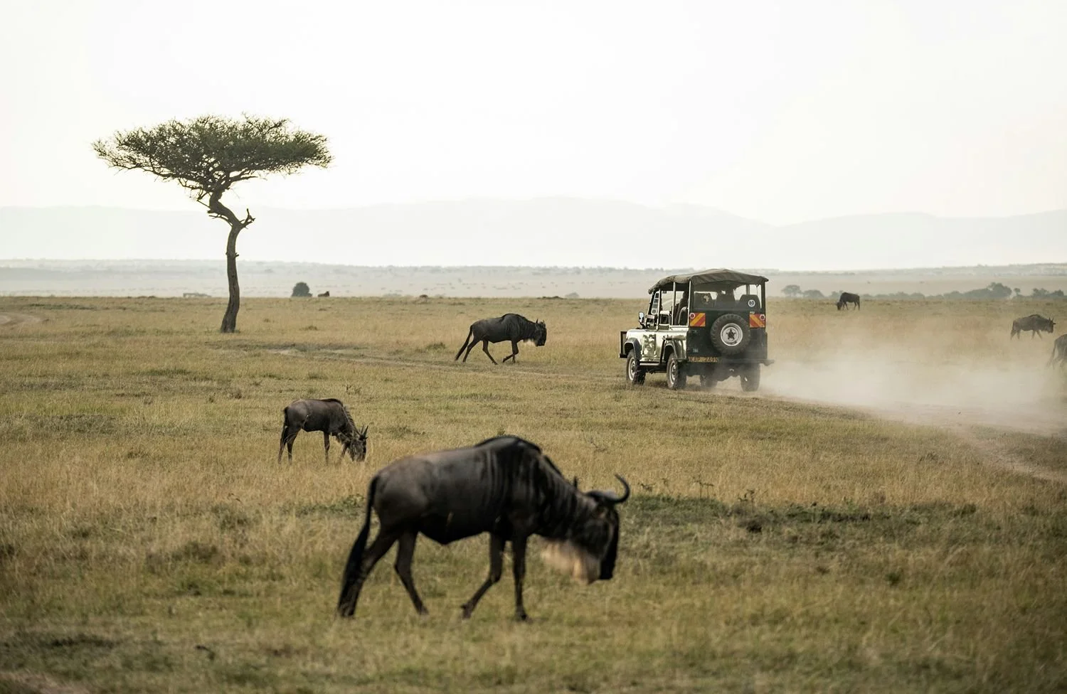 Uitzicht op een weids landschap van de Serengeti tijdens een safari in Tanzania, met een gnoe op de voorgrond en een safarivoertuig op de achtergrond.