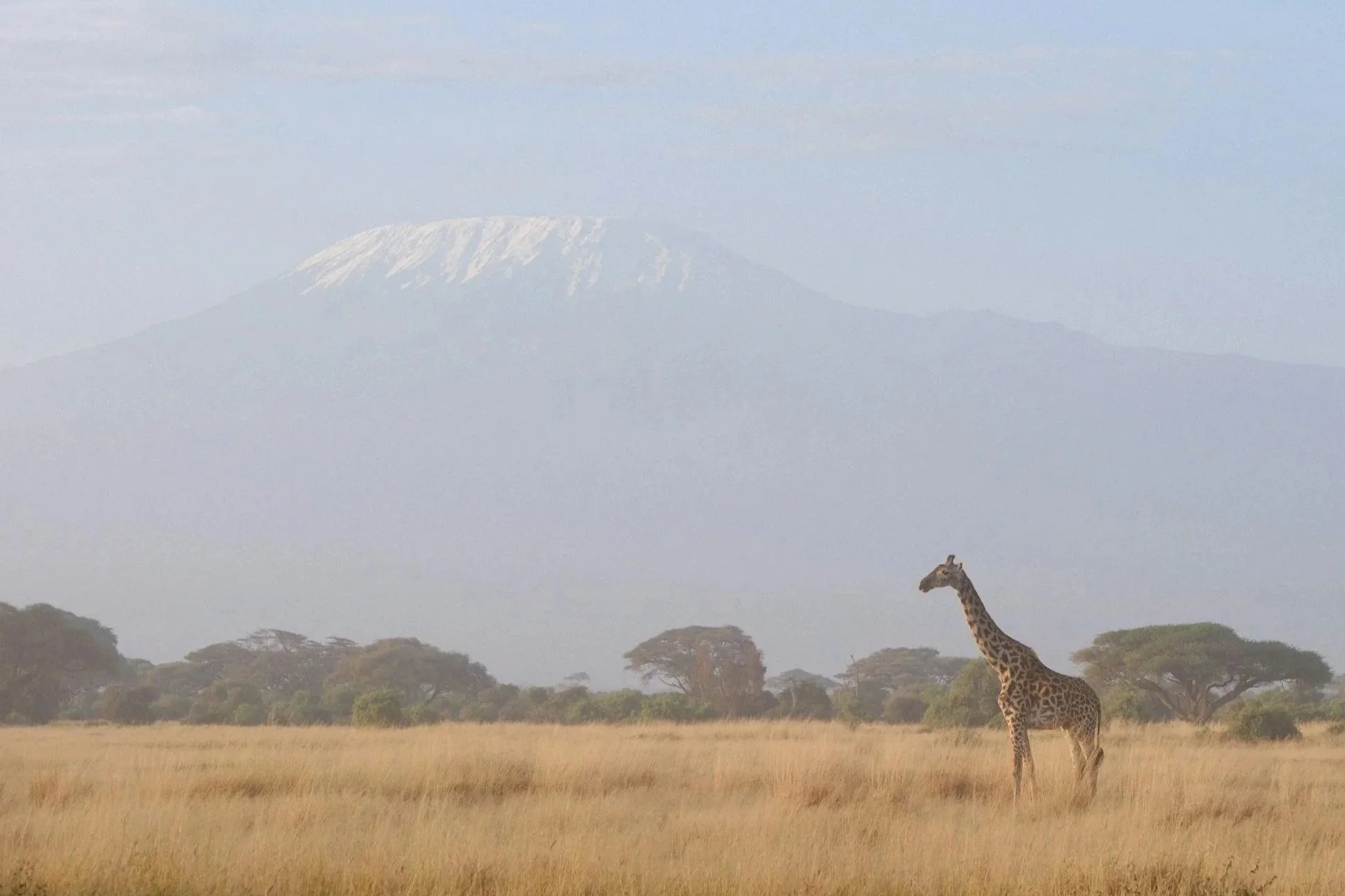 Giraffe in de Afrikaanse savanne met een berg op de achtergrond en een lichte mist boven het landschap.