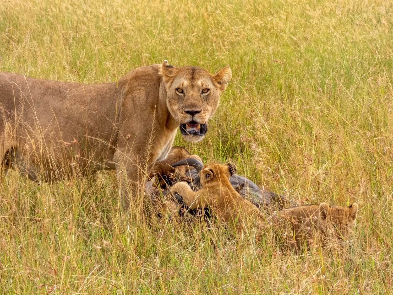 Een leeuw met welpjes in het hoge gras, terwijl ze een gedode prooi aan het opeten zijn, in de Serengeti in Tanzania.