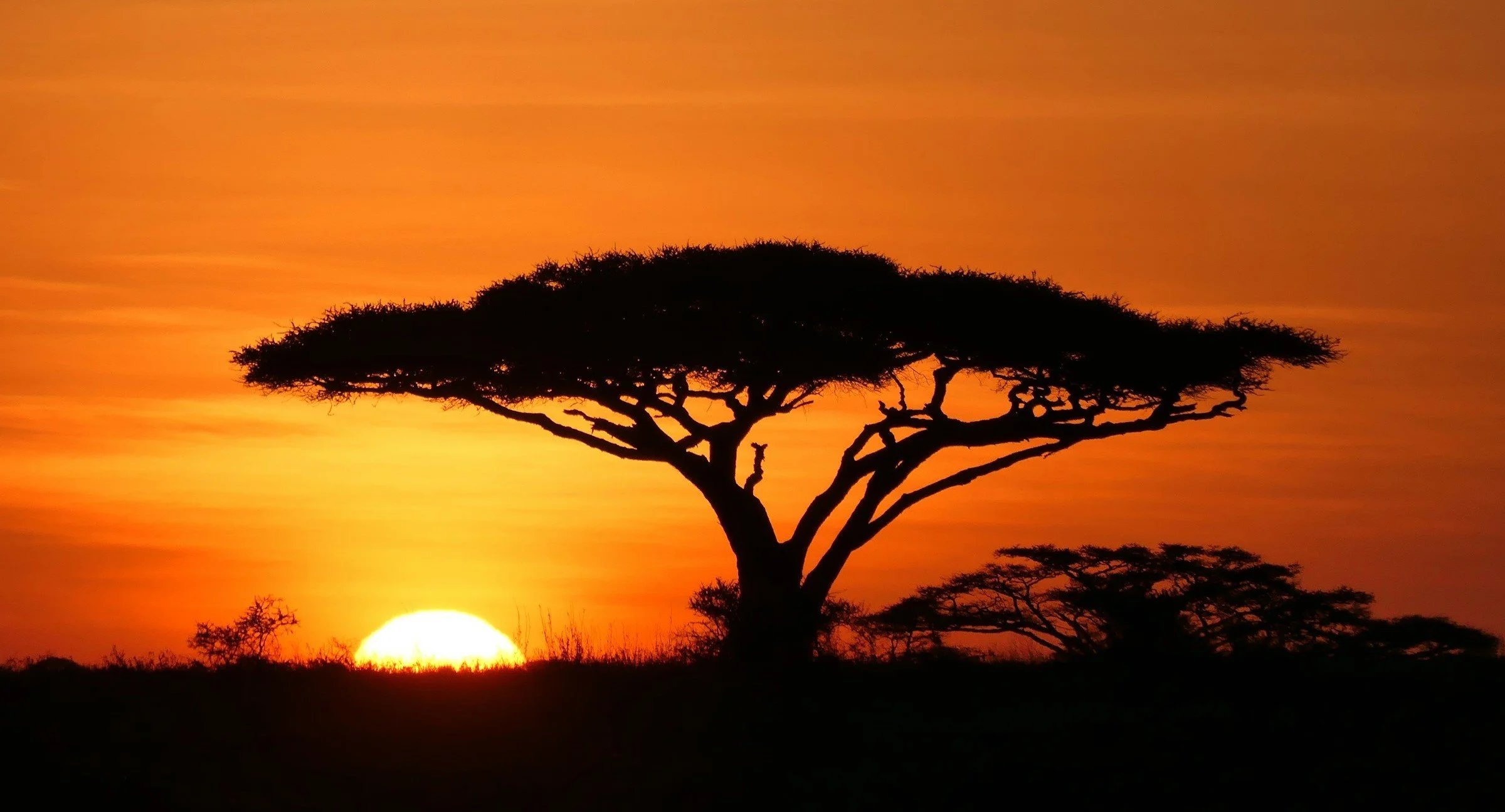 Zonsondergang achter een schaduwrijke acaciaboom in het Afrikaanse landschap.