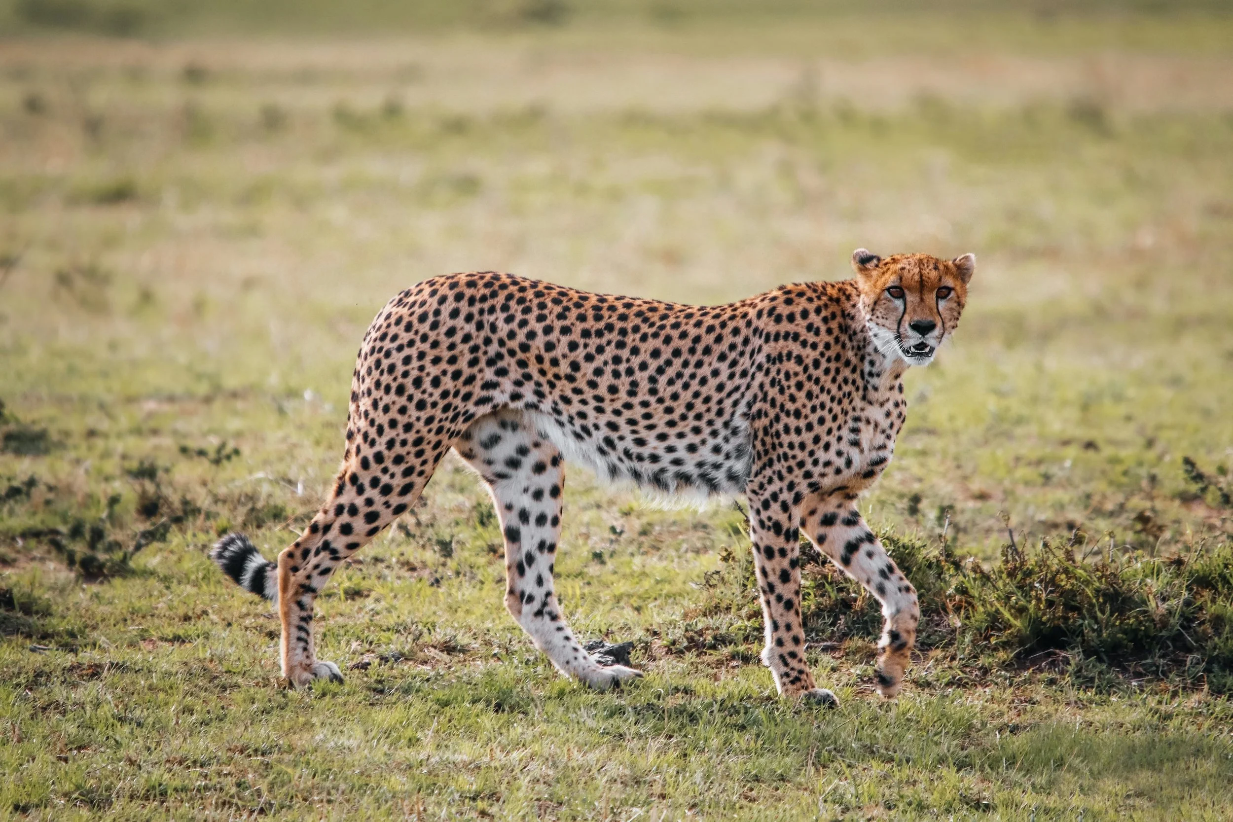 Een cheeta die door een grasveld in de natuur loopt.