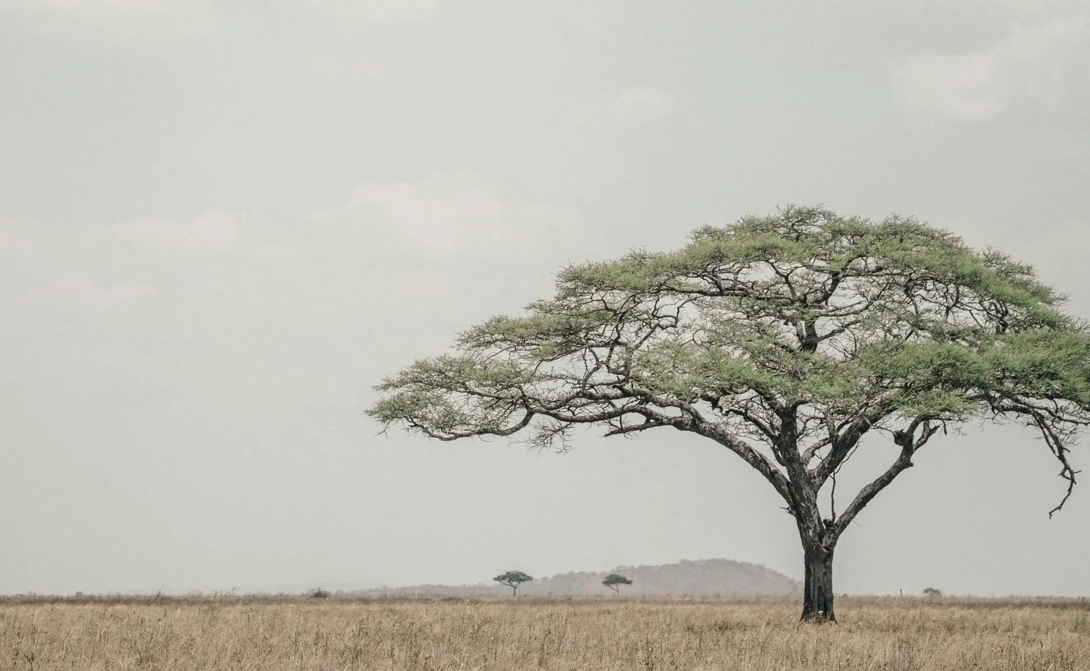 Acaciaboom in de savanne van Tanzania.