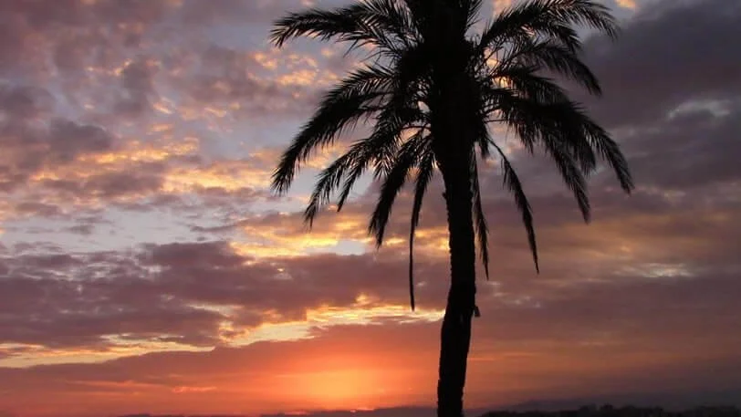 A silhouette of a palm tree against a colorful sunset sky with clouds.